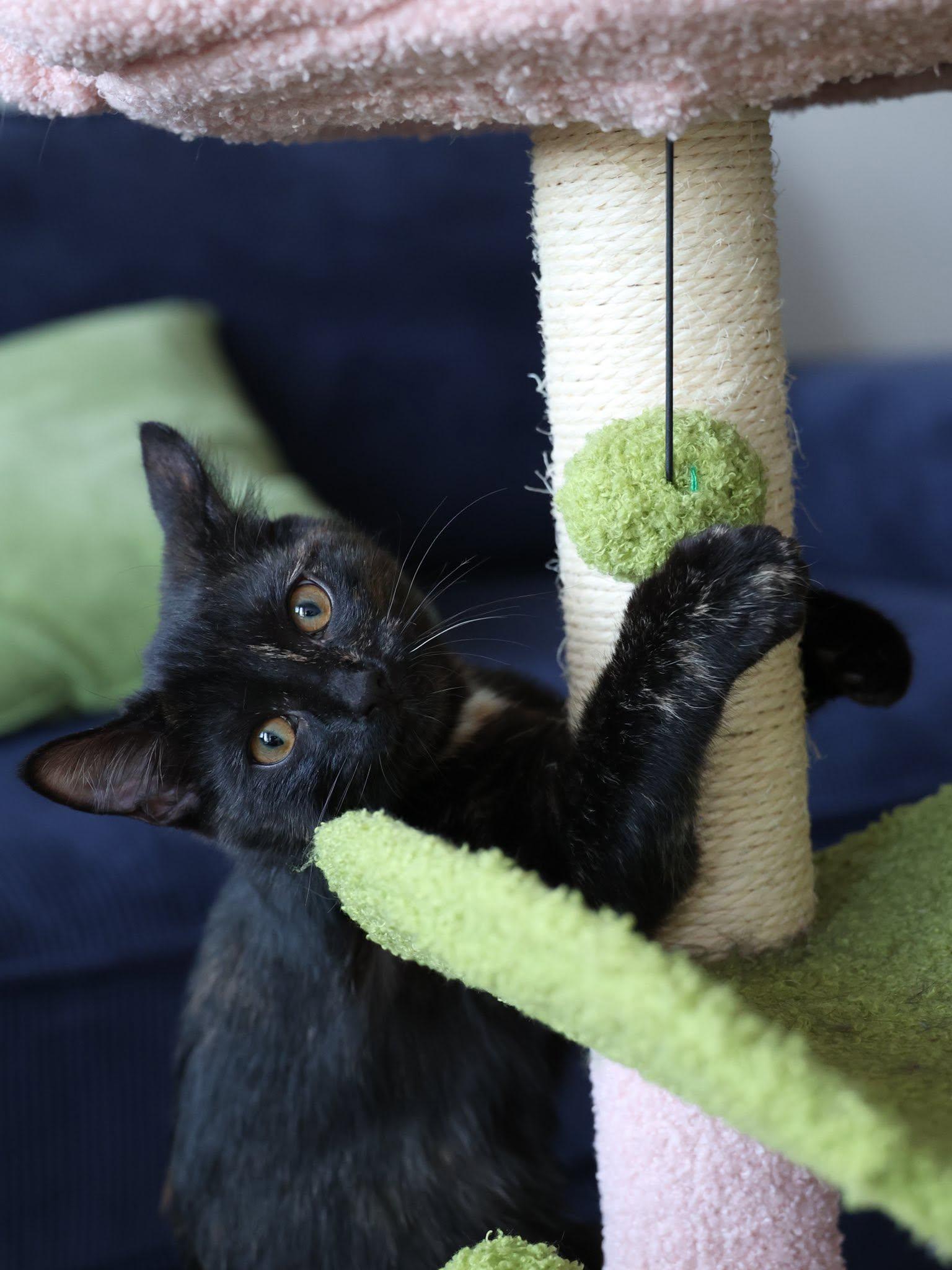 Georgette, an adopted Tortoiseshell in Montreal, QC image 3/6
