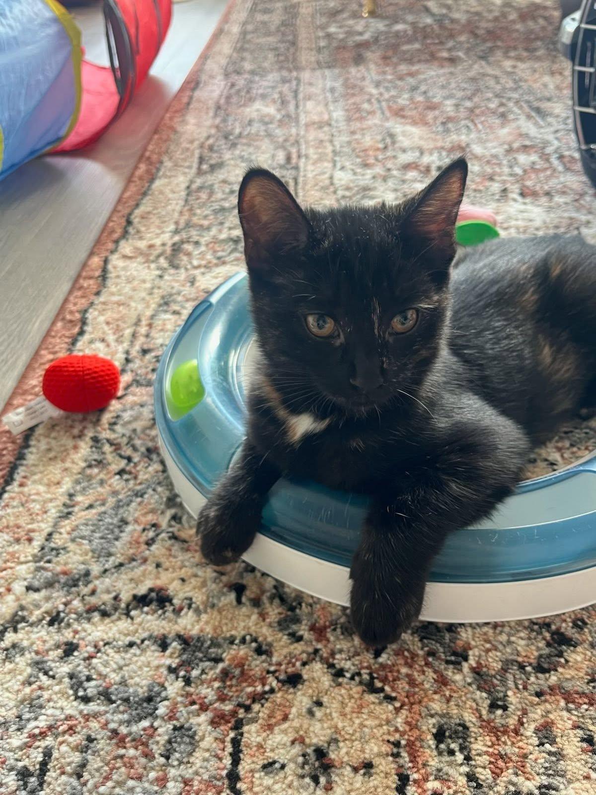 Georgette, an adopted Tortoiseshell in Montreal, QC image 5/6