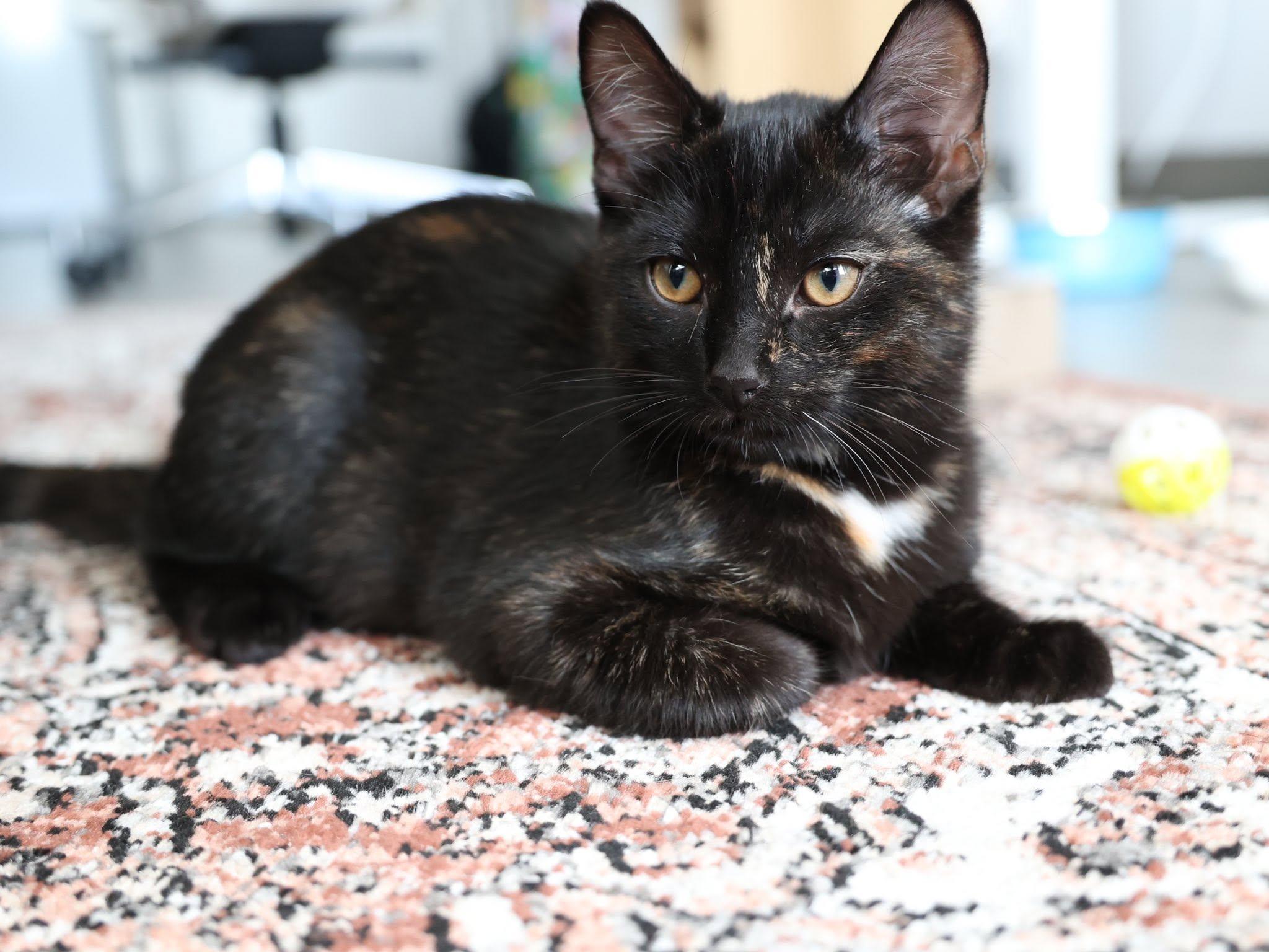 Georgette, an adopted Tortoiseshell in Montreal, QC image 4/6