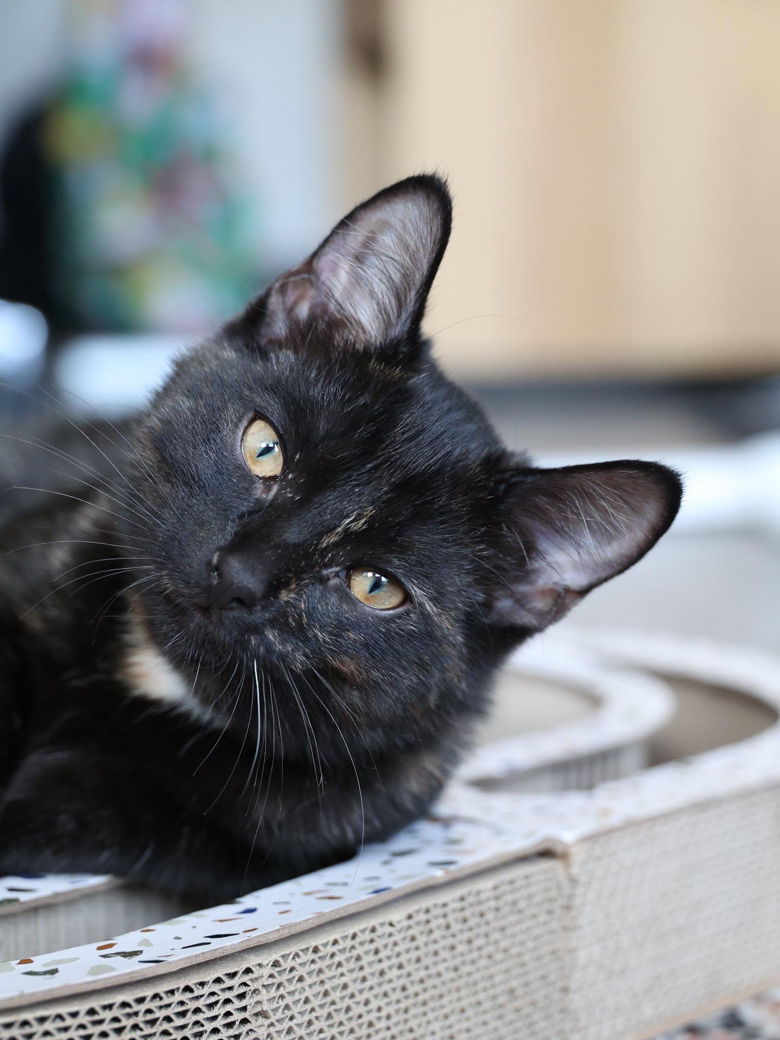 Georgette, an adopted Tortoiseshell in Montreal, QC image 2/6