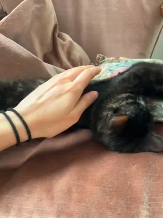 Enlarge Georgette, an adopted Tortoiseshell in Montreal, QC video 6/6