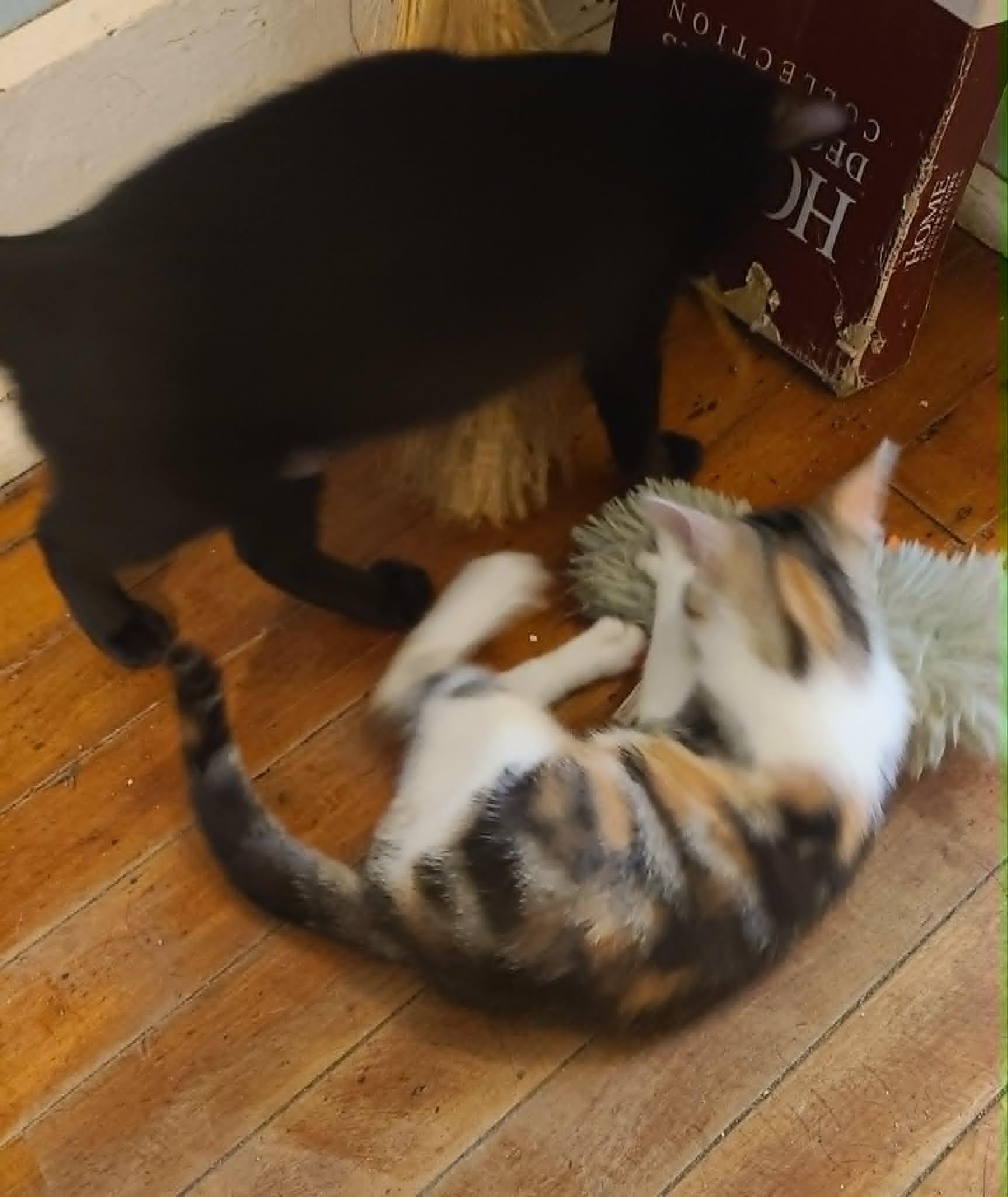 Enlarge Penny, an adopted Domestic Short Hair in Waynetown, IN image 2/2