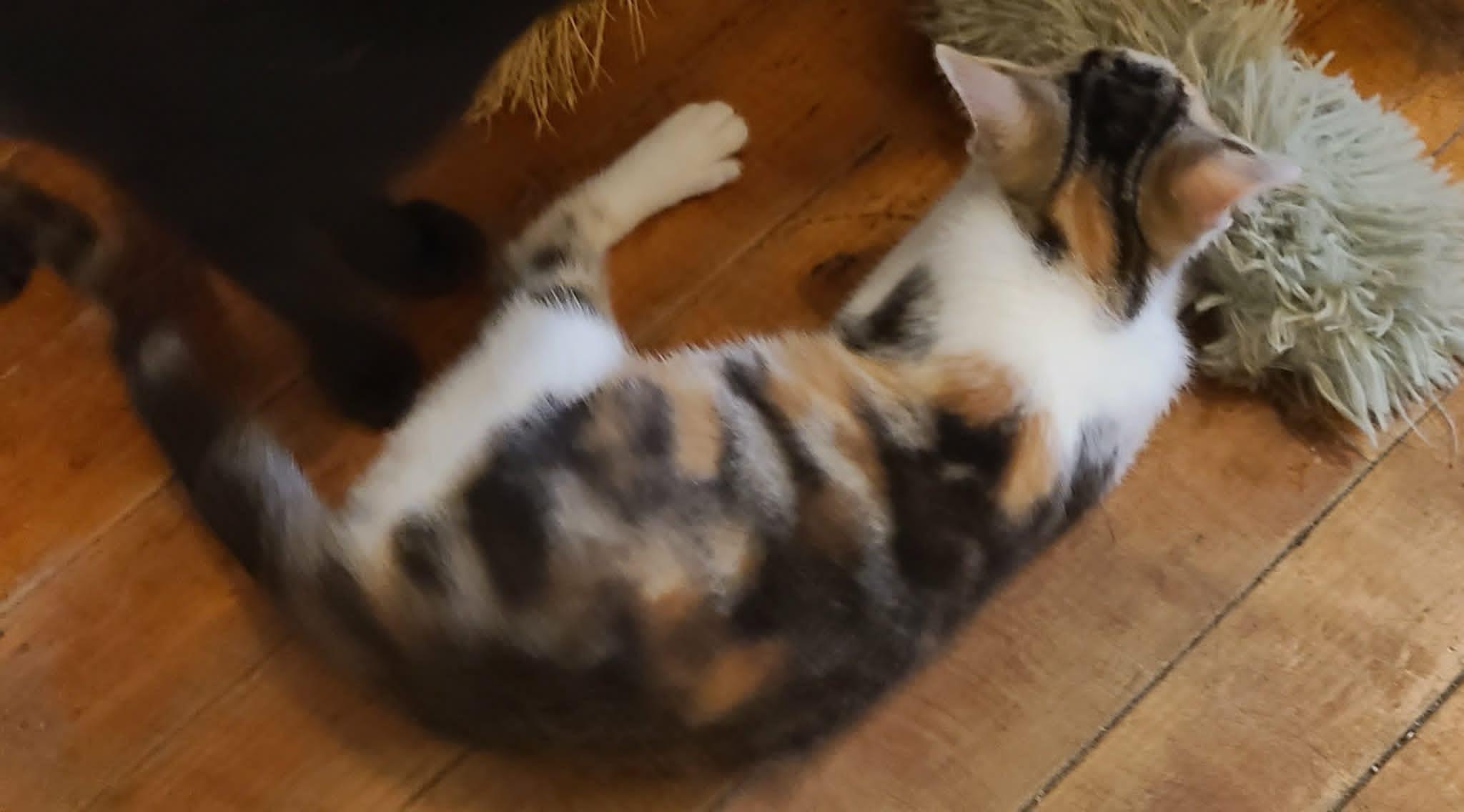 Enlarge Penny, an adopted Domestic Short Hair in Waynetown, IN image 1/2