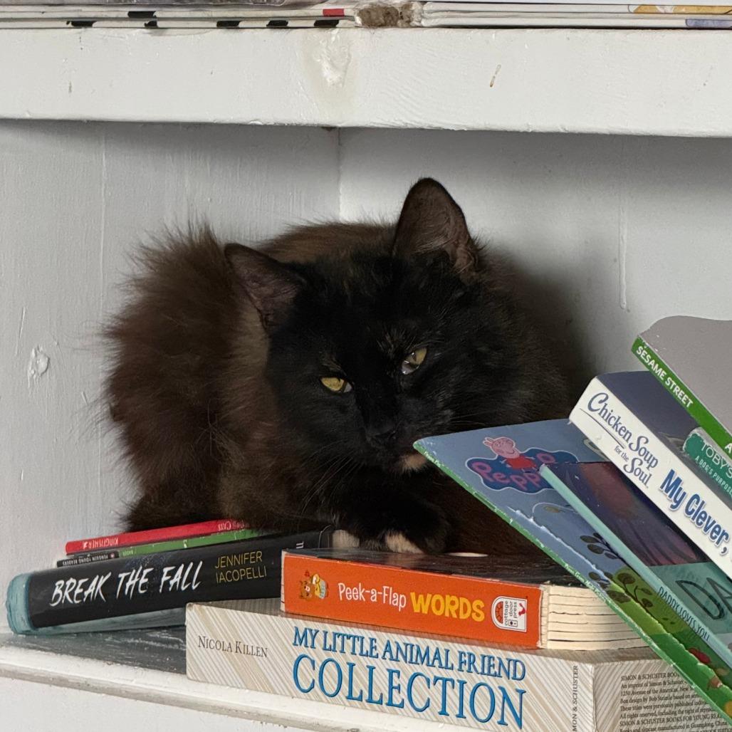 C26-045 Noir, Adoptable, Adult Female Domestic Long Hair.