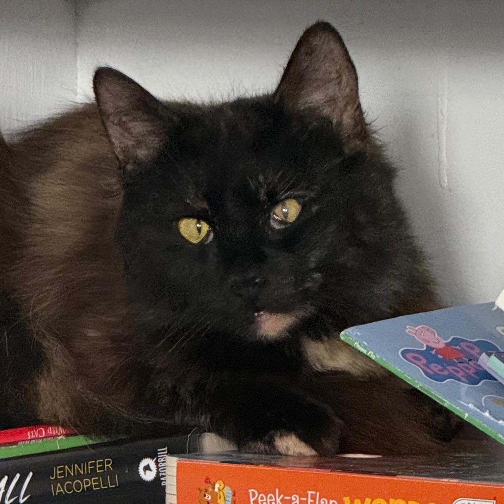 Enlarge C26-045 Noir, a Adoptable Domestic Long Hair in Franklin, PA image 2/2