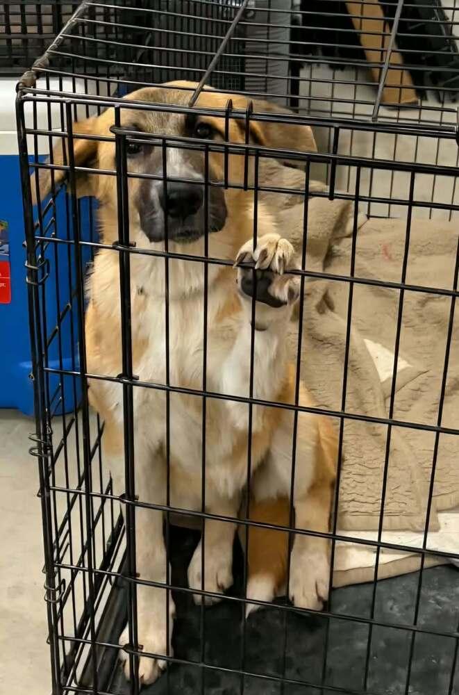 Enlarge Zoinks Crew : Daphne, a Adoptable mixed breed in Aurora, IN image 1/1
