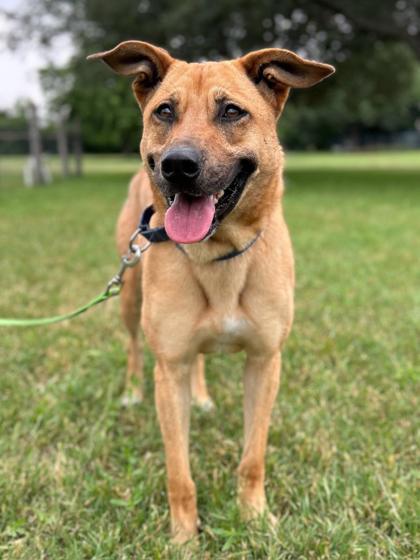 Enlarge Brooke, a Adoptable mixed breed in San Antonio, TX image 1/3