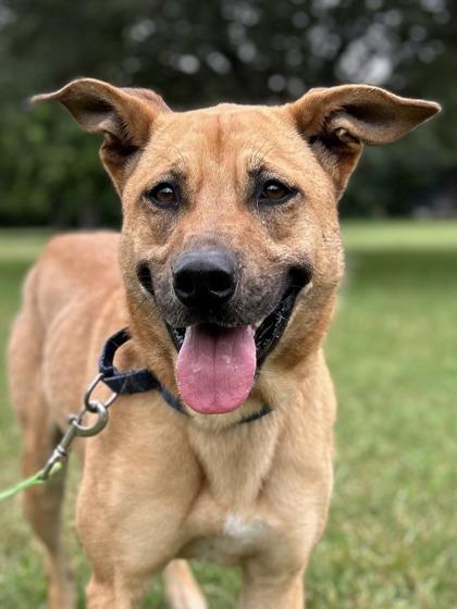Brooke, Adoptable, Adult Female Shepherd & Mixed Breed.
