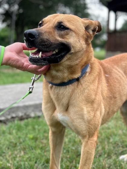 Enlarge Brooke, a Adoptable mixed breed in San Antonio, TX image 5/6