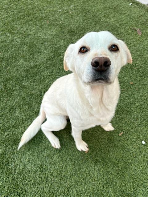 SALT, Adoptable, Adult Male Labrador Retriever & Mixed Breed.