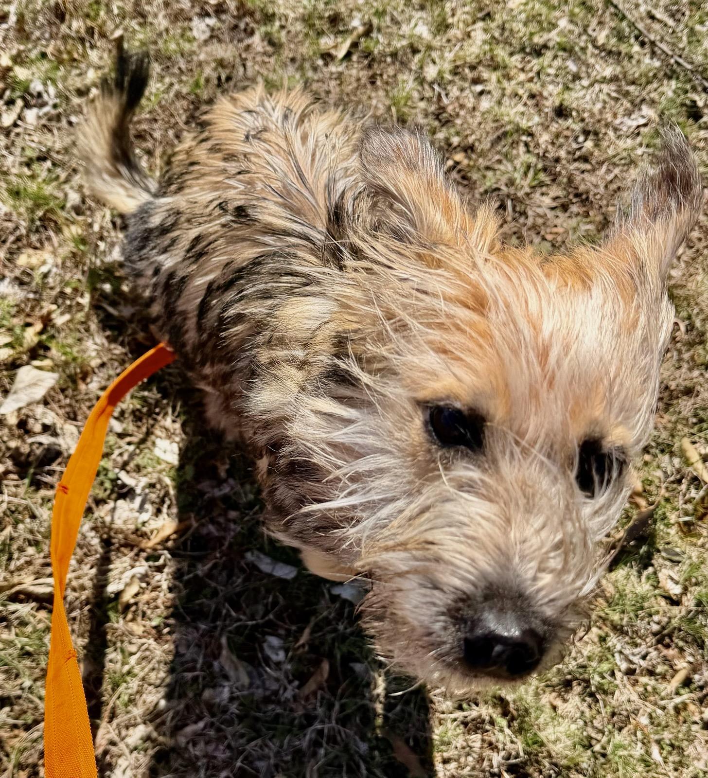 Stella, adopted, Young Female Terrier.