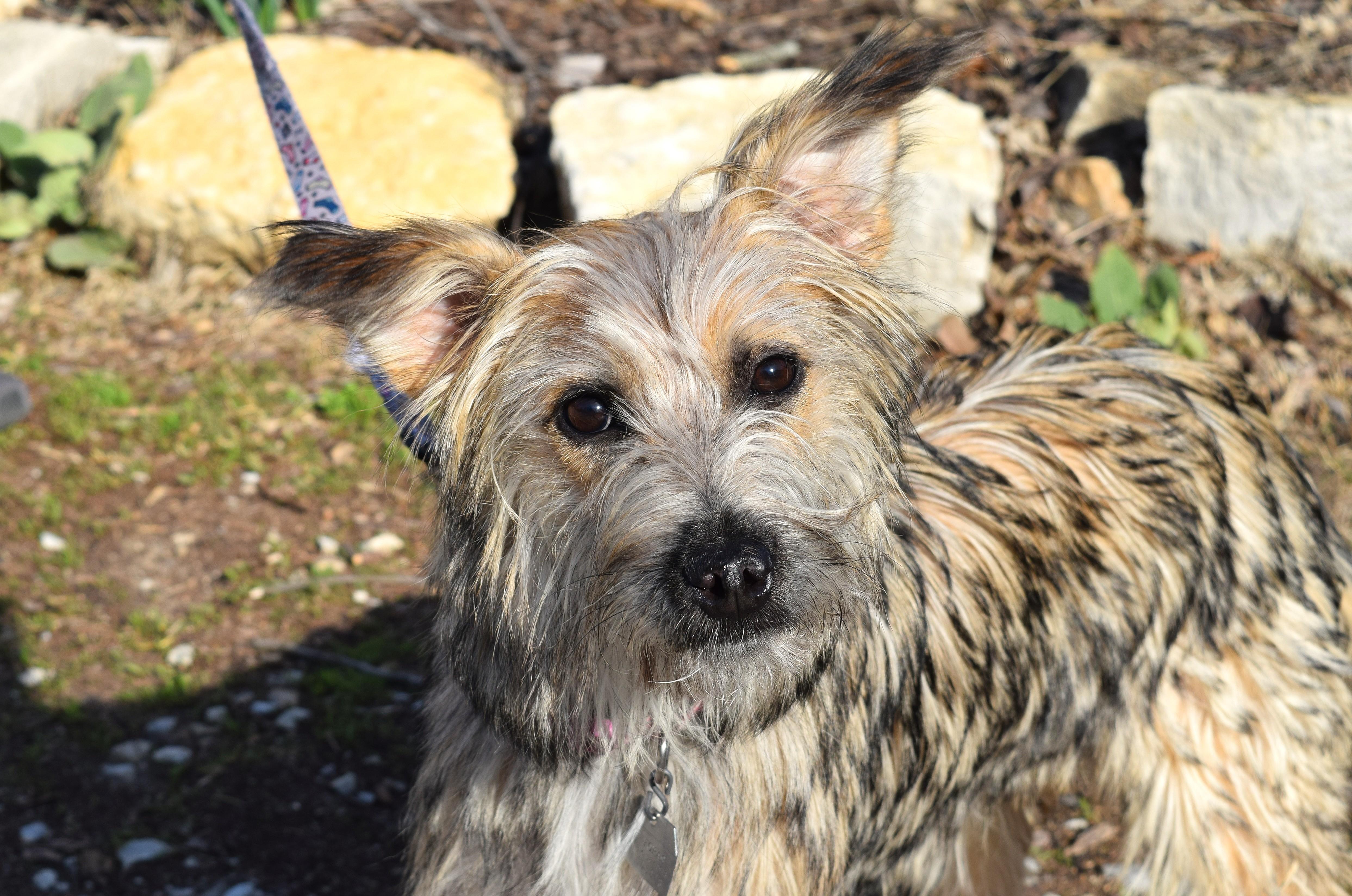 Enlarge Stella, an adopted mixed breed in Parkville, MO image 6/6