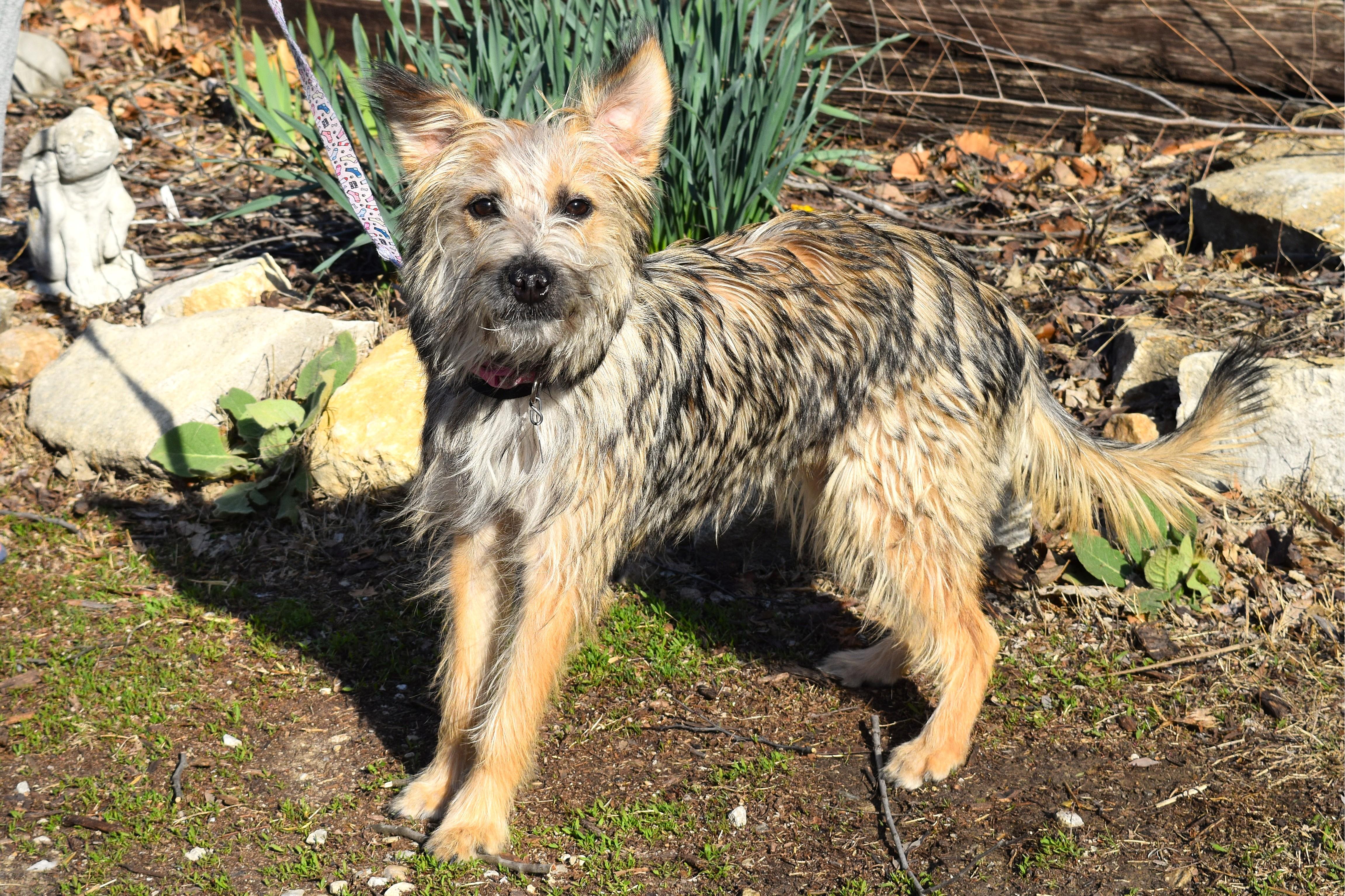 Enlarge Stella, an adopted mixed breed in Parkville, MO image 5/6