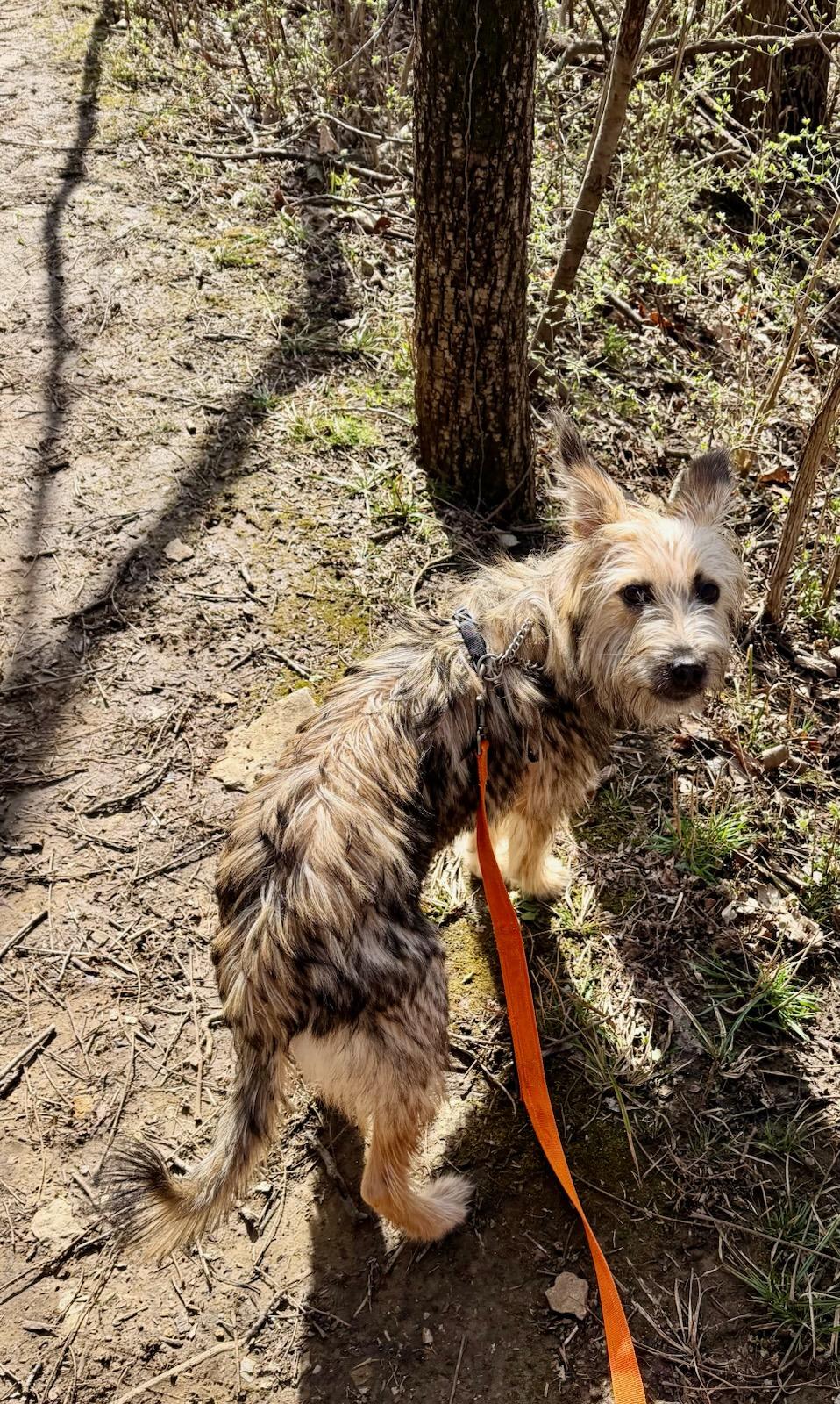 Enlarge Stella, an adopted mixed breed in Parkville, MO image 3/6