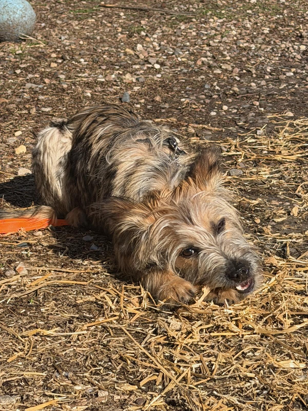 Enlarge Stella, an adopted mixed breed in Parkville, MO image 2/6