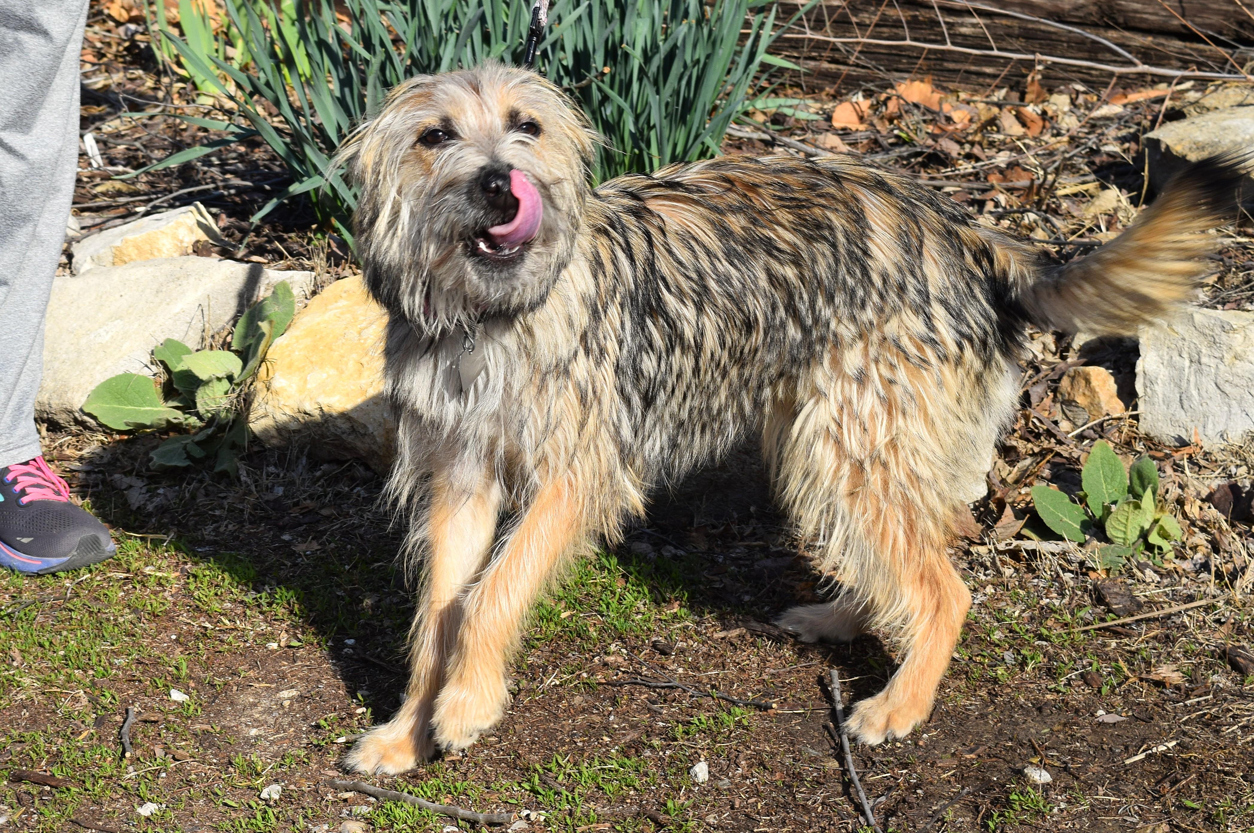 Enlarge Stella, an adopted mixed breed in Parkville, MO image 4/6