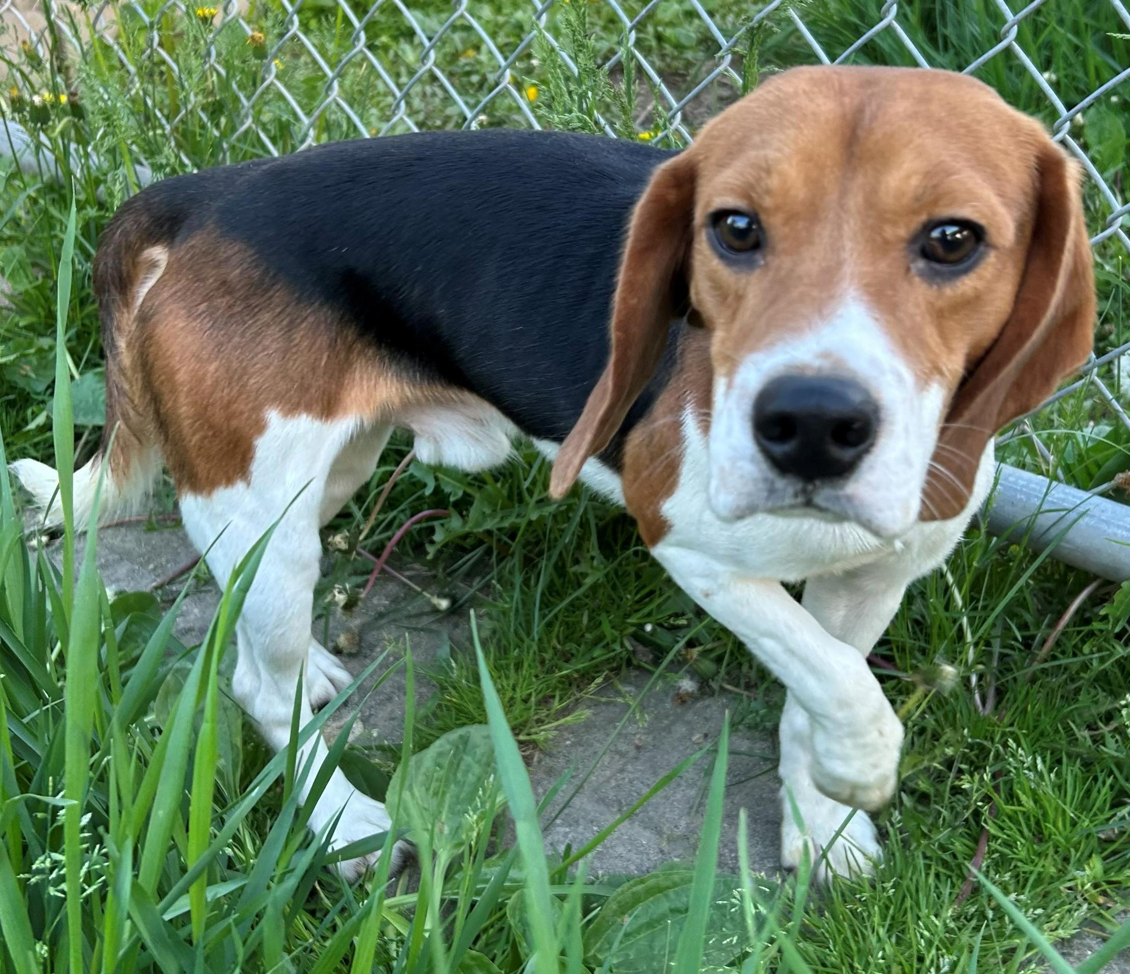 Enlarge Valor, an adoptable Beagle in Neillsville, WI image 3/6