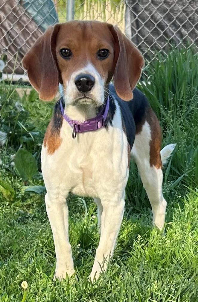 Enlarge Valor, an adoptable Beagle in Neillsville, WI image 2/6