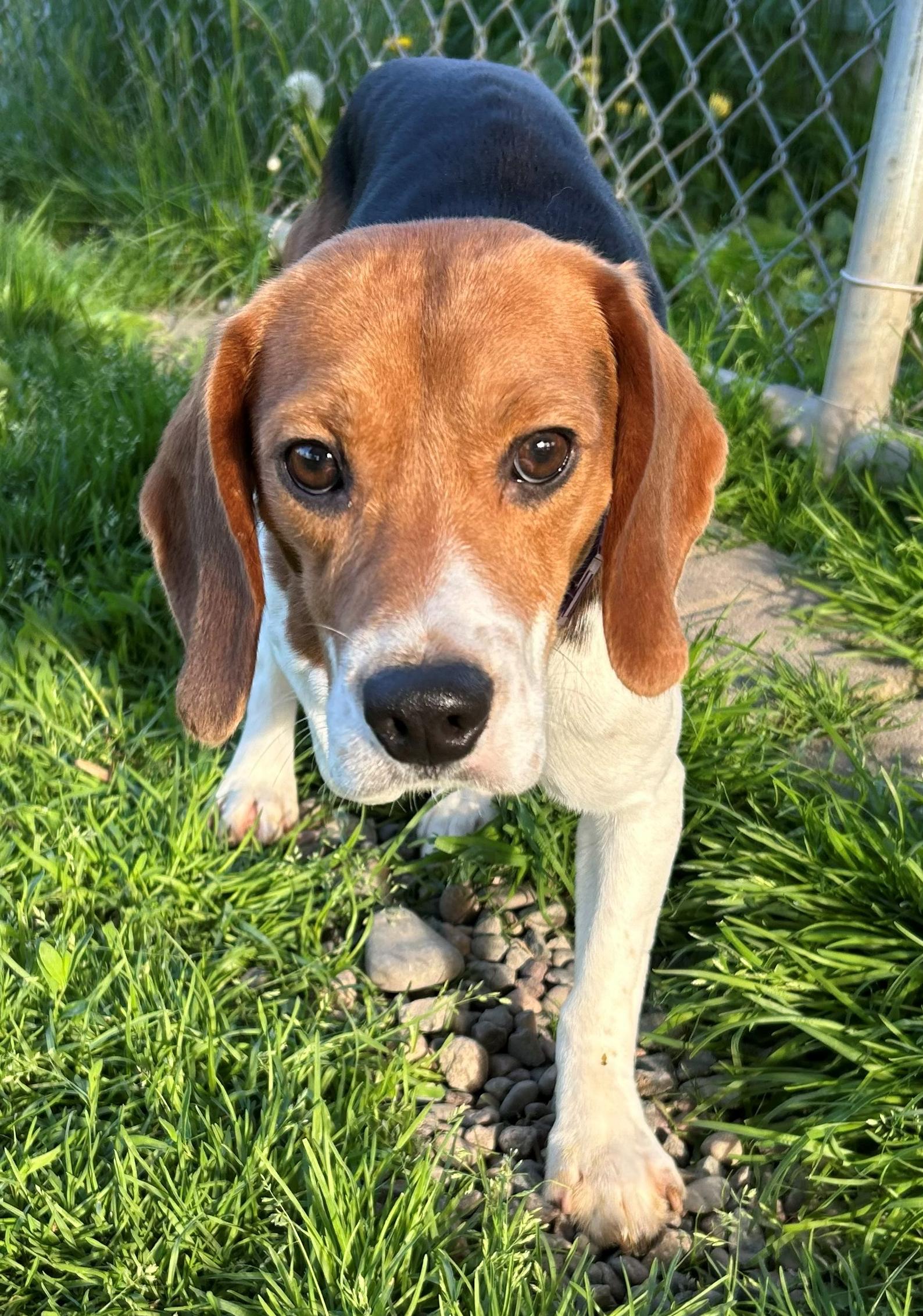 Enlarge Valor, an adoptable Beagle in Neillsville, WI image 4/6