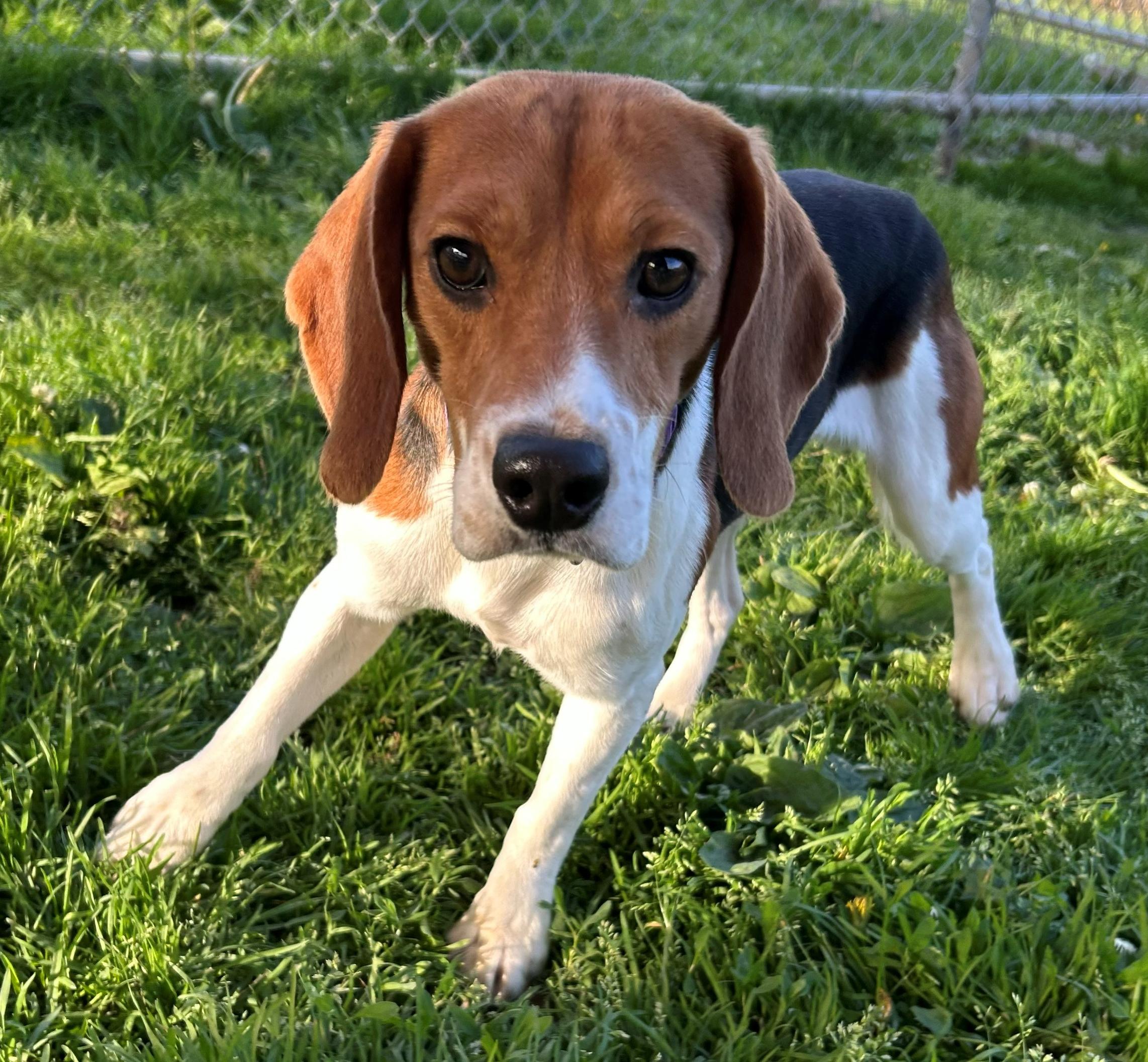 Enlarge Valor, an adoptable Beagle in Neillsville, WI image 6/6
