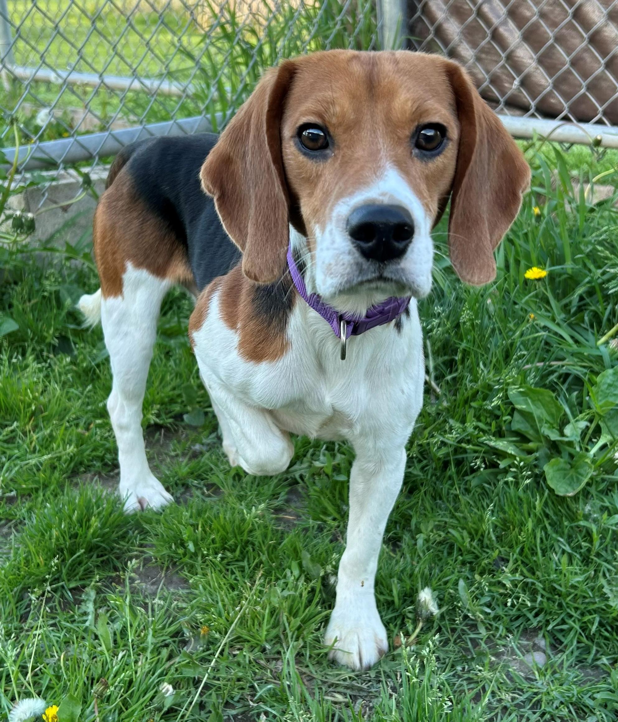 Enlarge Valor, an adoptable Beagle in Neillsville, WI image 5/6