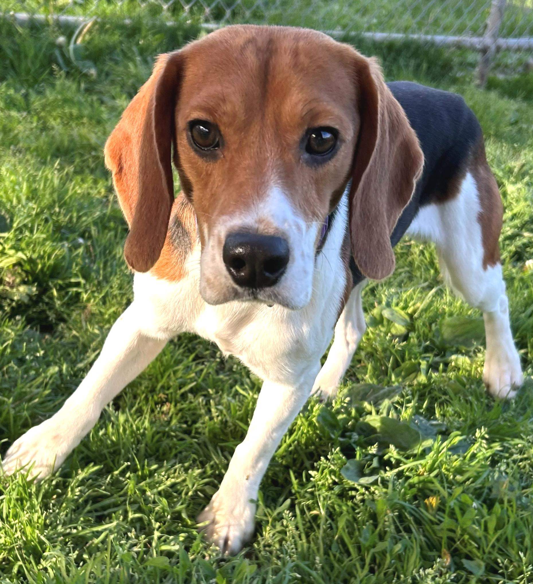 Valor, adoptable, Adult Male Beagle.