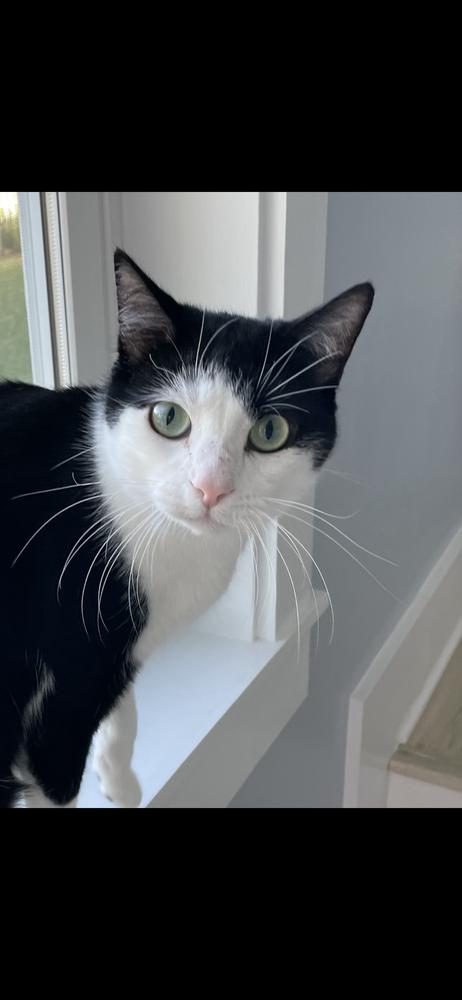 Oreo, Adoptable, Adult Male Domestic Short Hair.