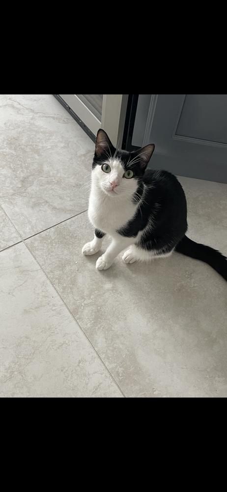 Enlarge Oreo, a Adoptable Domestic Short Hair in Saint Augustine, FL image 2/2