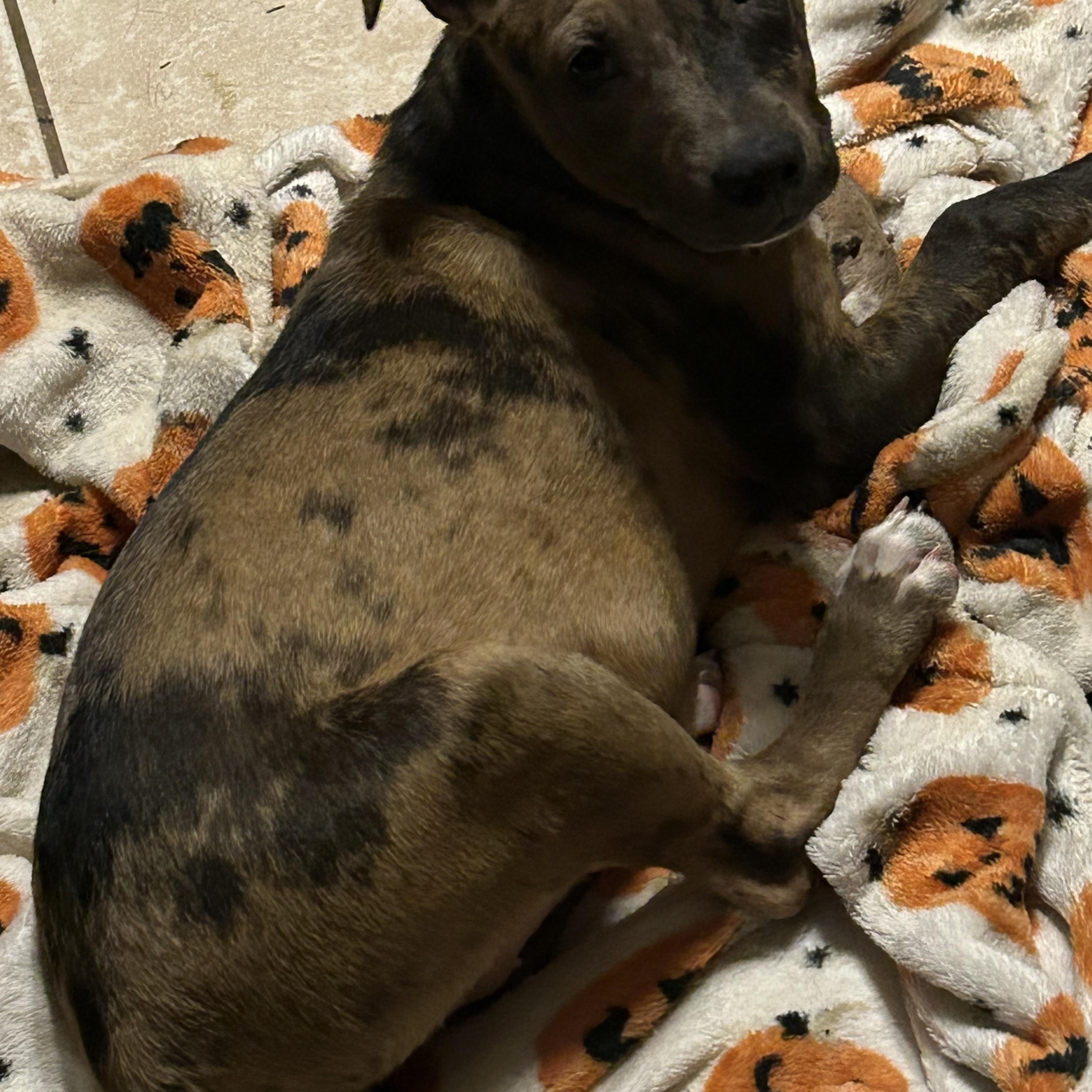 Charlie, a Adoptable mixed breed in Chalfont, PA image 5/5