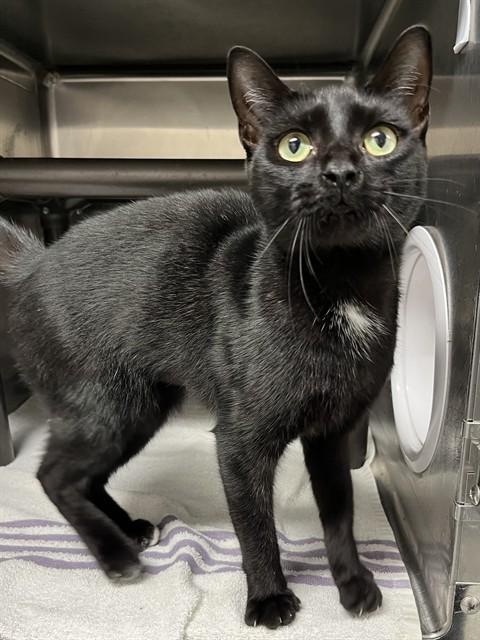 BLINX, Adoptable, Young Female Domestic Short Hair.