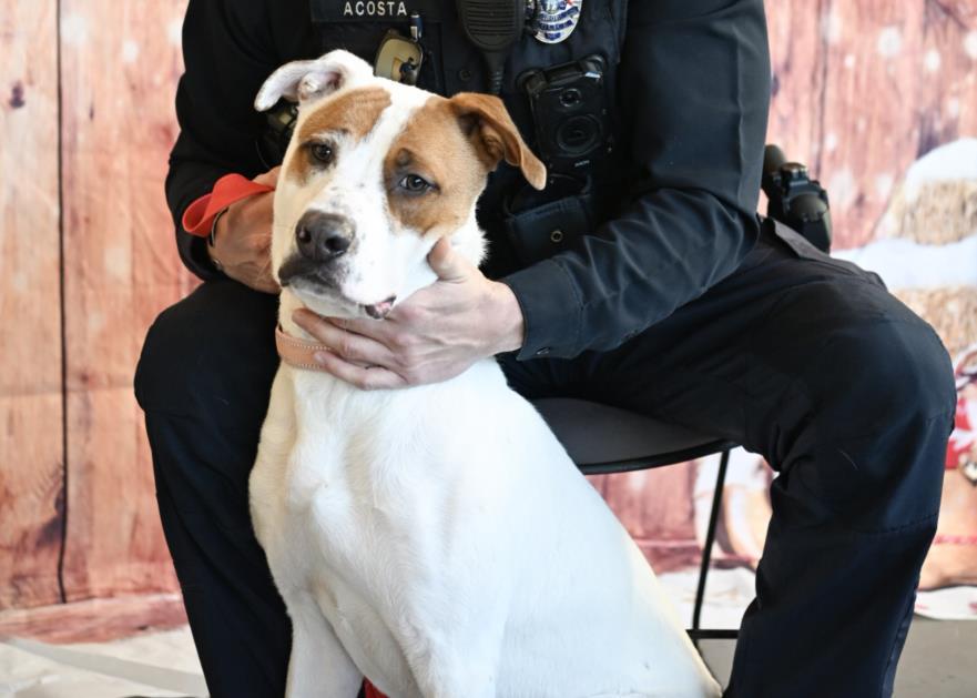 CANNONBALL, Adoptable, Young Male Hound & Mixed Breed.