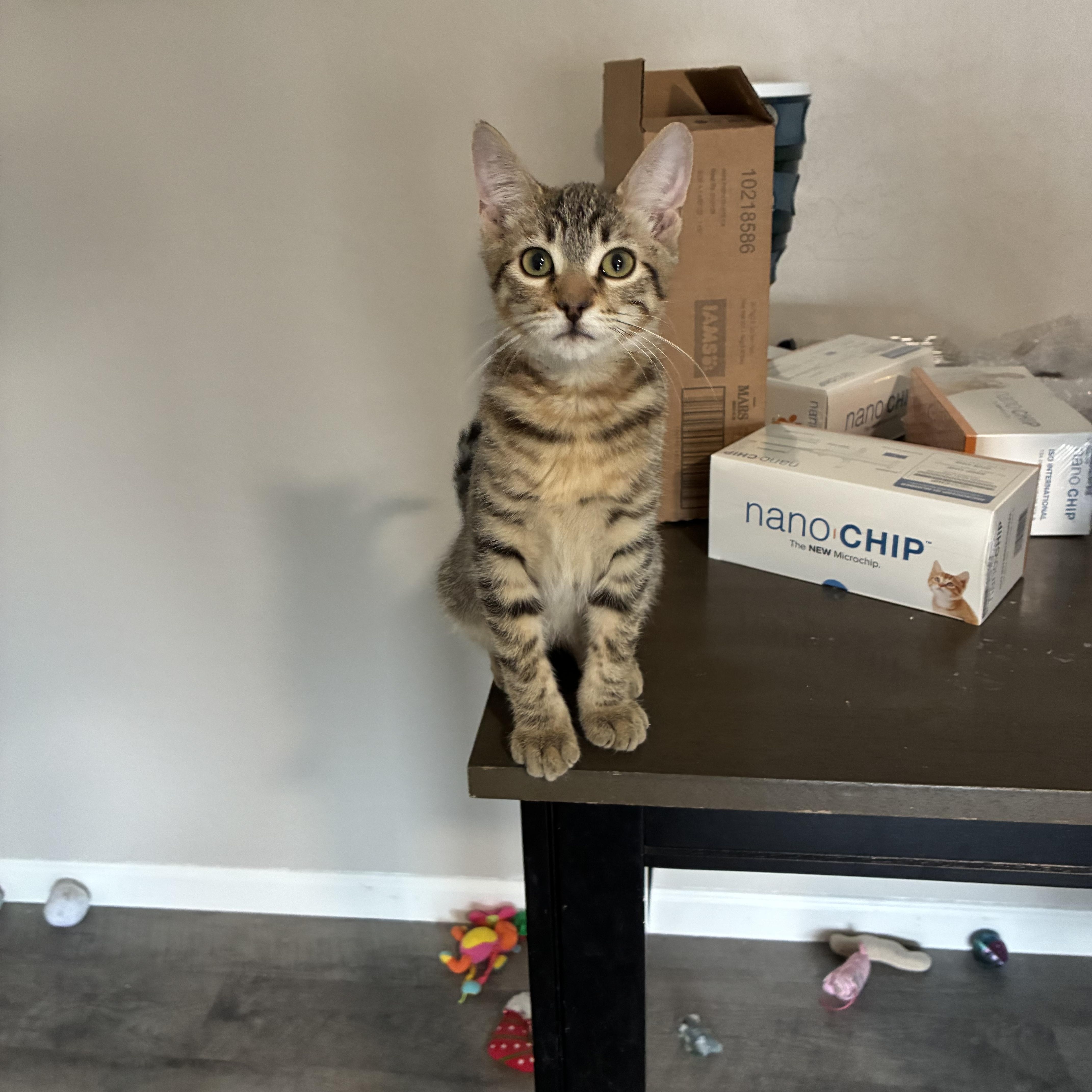 Tigger, Adoptable, Kitten Male Domestic Short Hair.