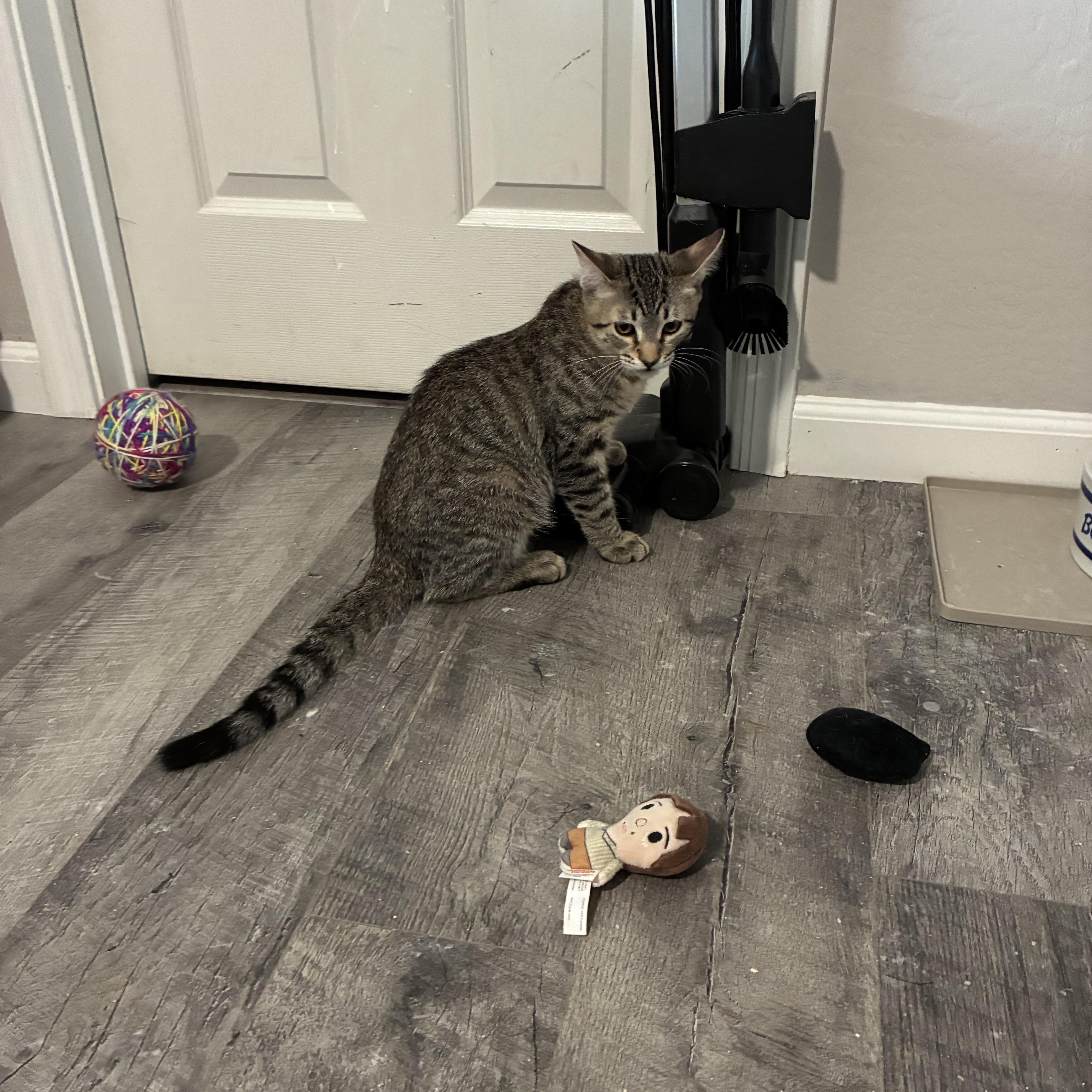 Enlarge Tigger, a Adoptable Domestic Short Hair in queen creek, AZ image 3/3