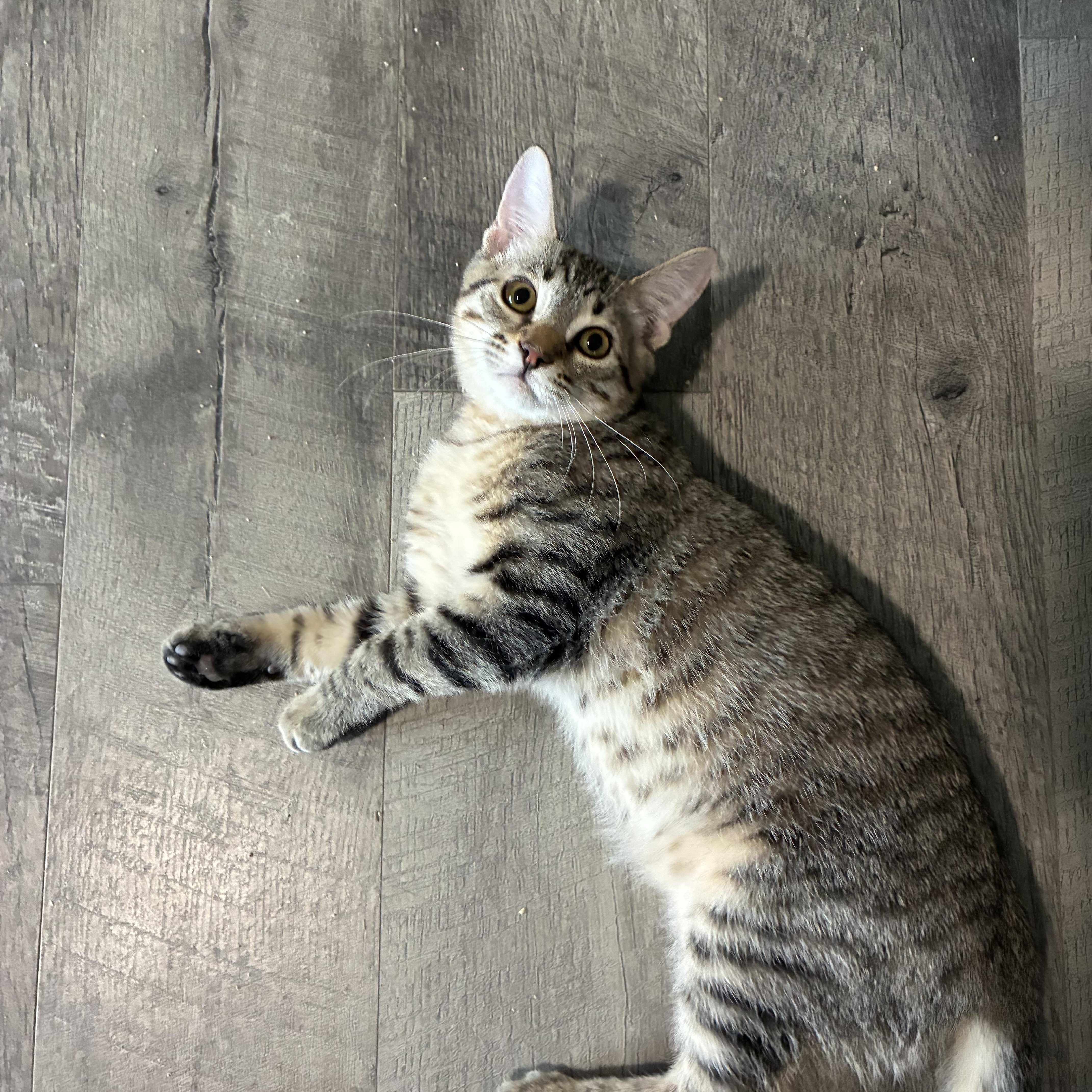 Enlarge Tigger, a Adoptable Domestic Short Hair in queen creek, AZ image 2/3