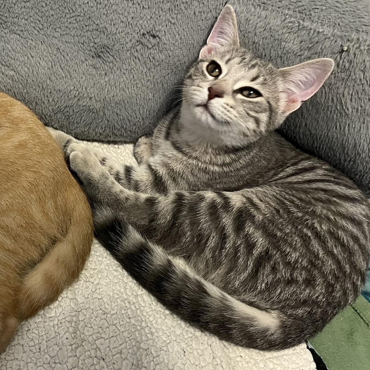 Enlarge Sugar, a Adoptable Domestic Short Hair in Delta, OH image 3/6