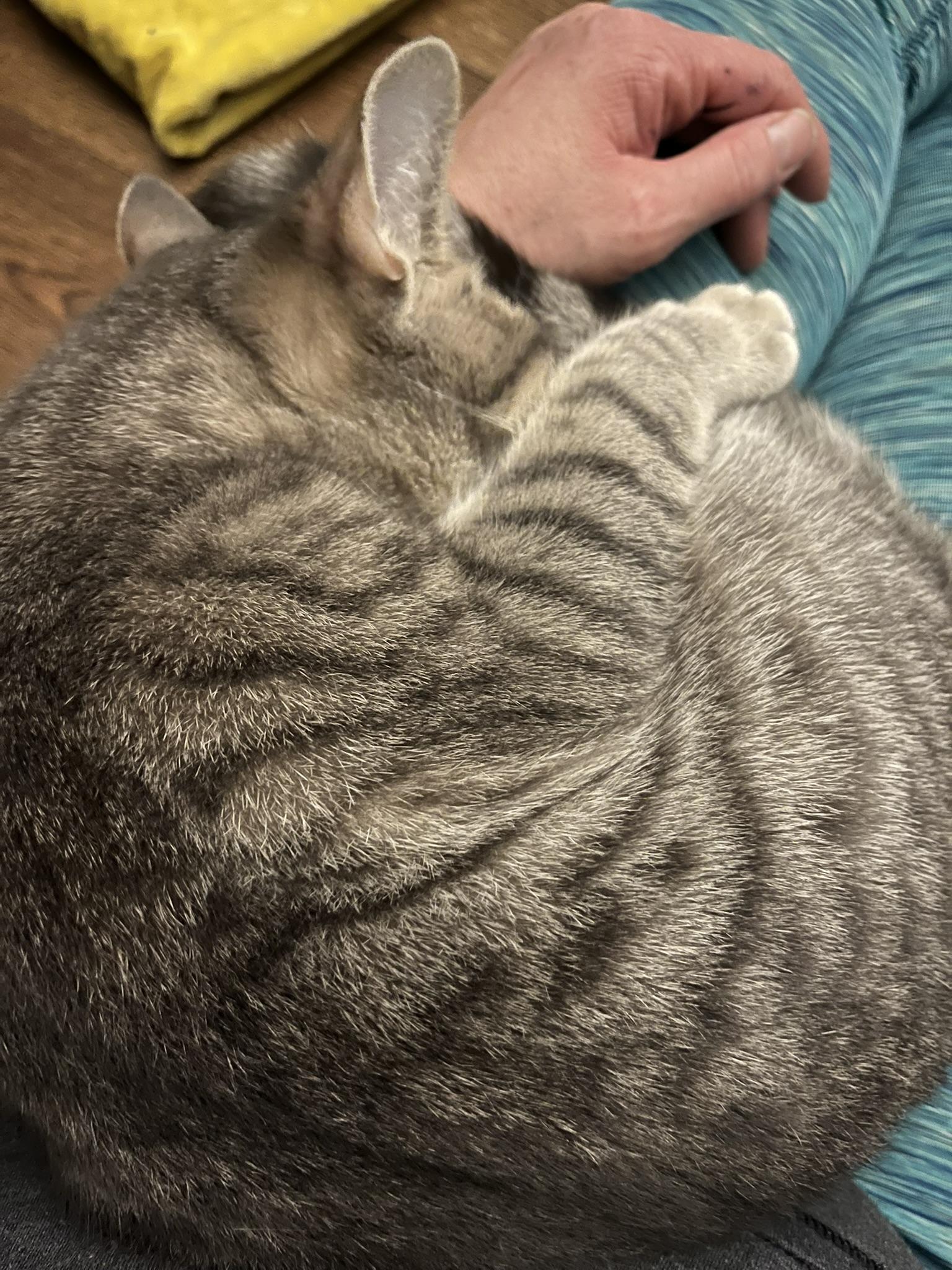 Enlarge Sugar, a Adoptable Domestic Short Hair in Delta, OH image 2/6