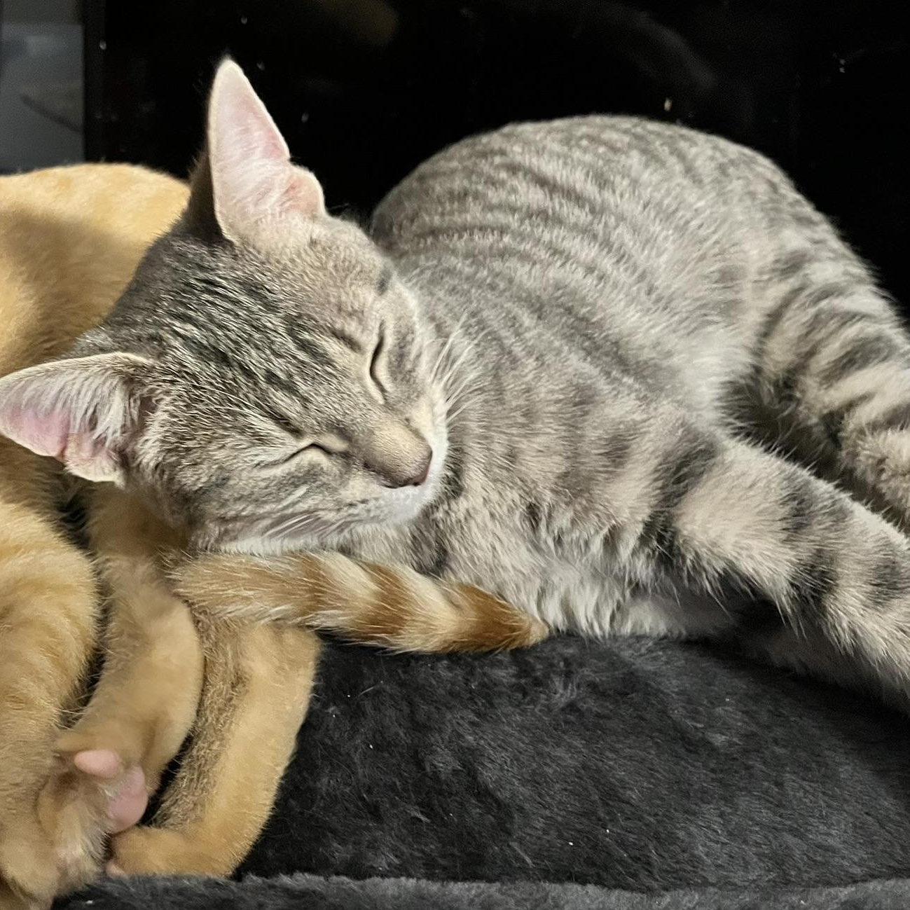 Enlarge Sugar, a Adoptable Domestic Short Hair in Delta, OH image 4/6