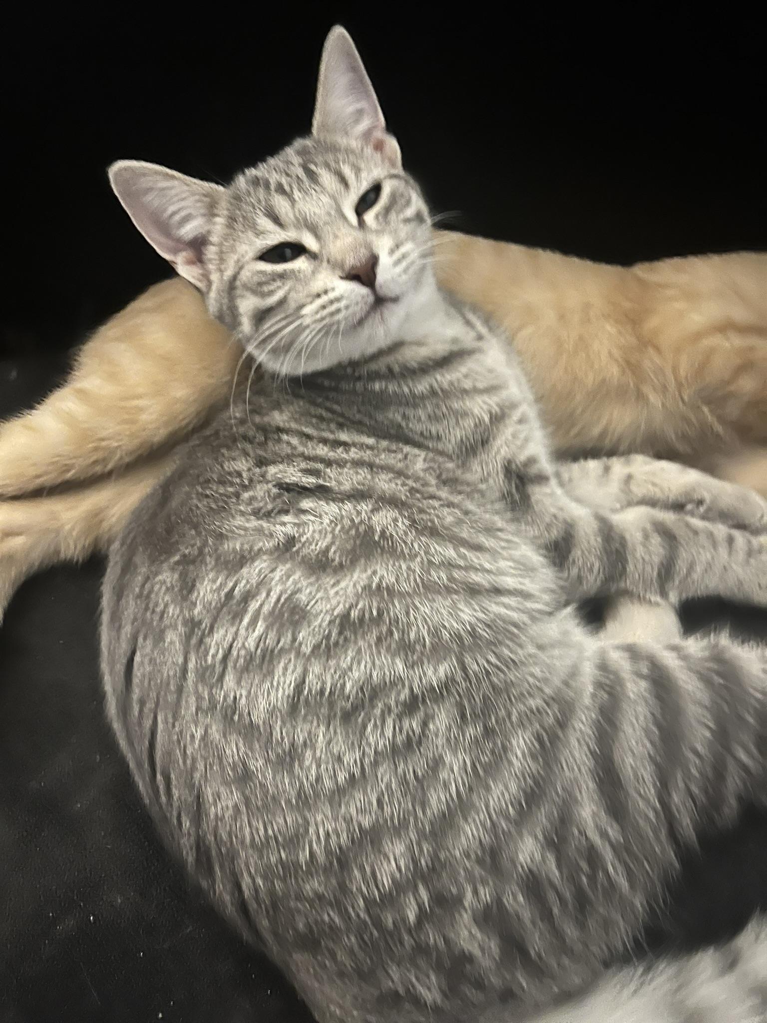 Enlarge Sugar, a Adoptable Domestic Short Hair in Delta, OH image 1/6