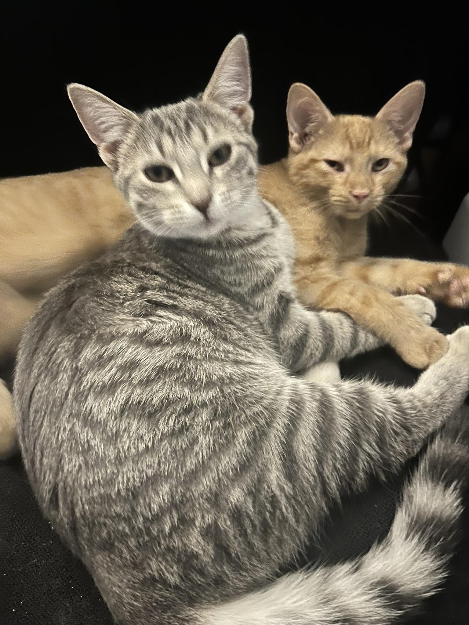 Enlarge Sugar, a Adoptable Domestic Short Hair in Delta, OH image 5/6