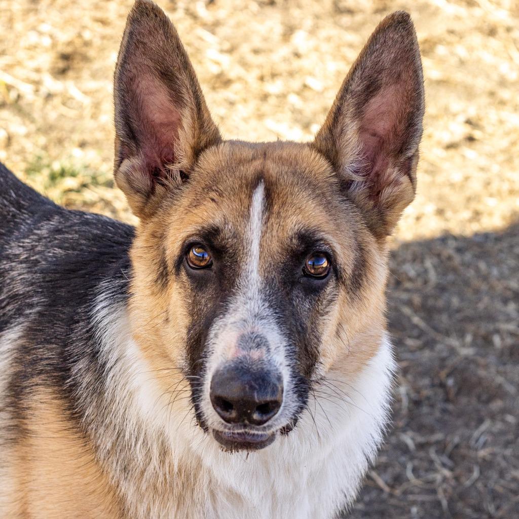 Jimmy, Adoptable, Young Male Shepherd.