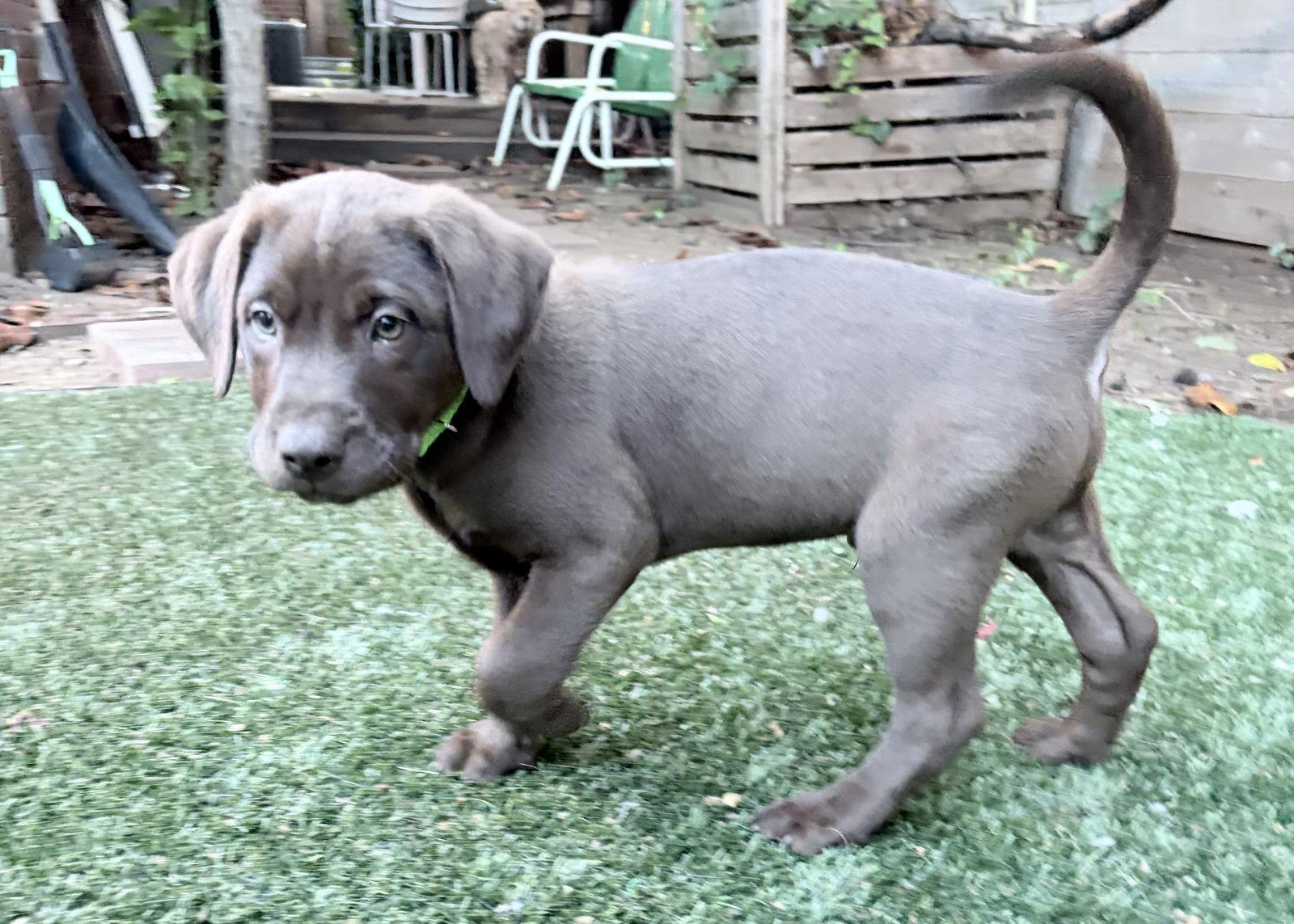 Enlarge Hero Valley, a Adoptable Labrador Retriever in Fort Worth, TX image 1/2