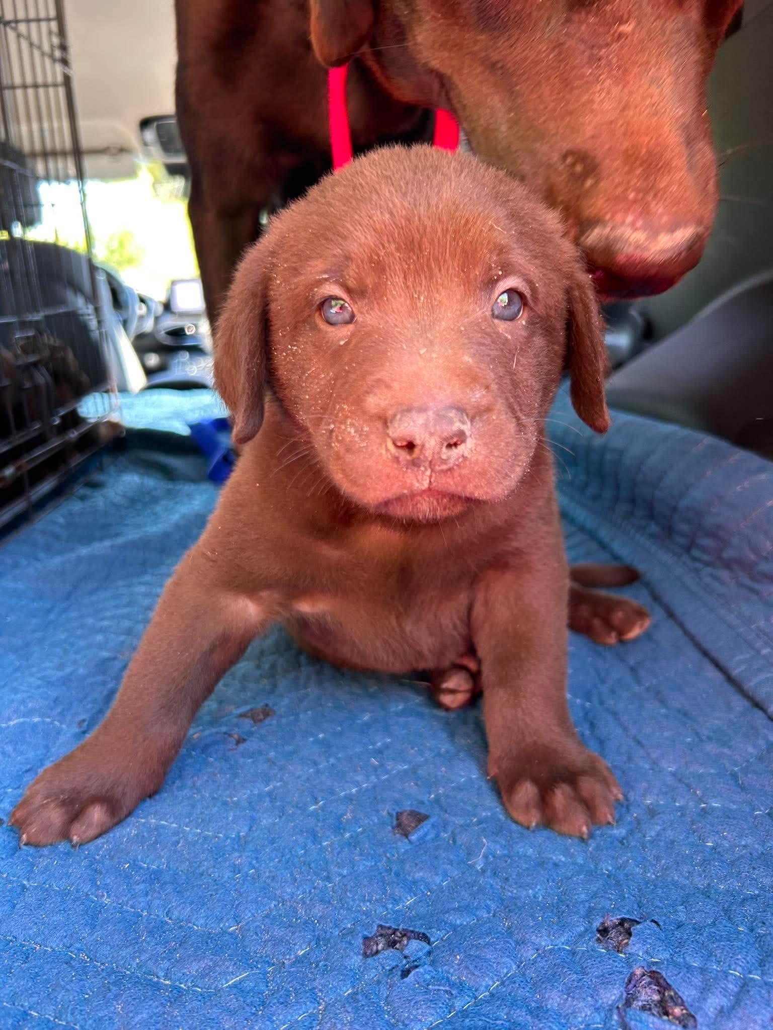 Enlarge Hero Valley, a Adoptable Labrador Retriever in Fort Worth, TX image 2/2
