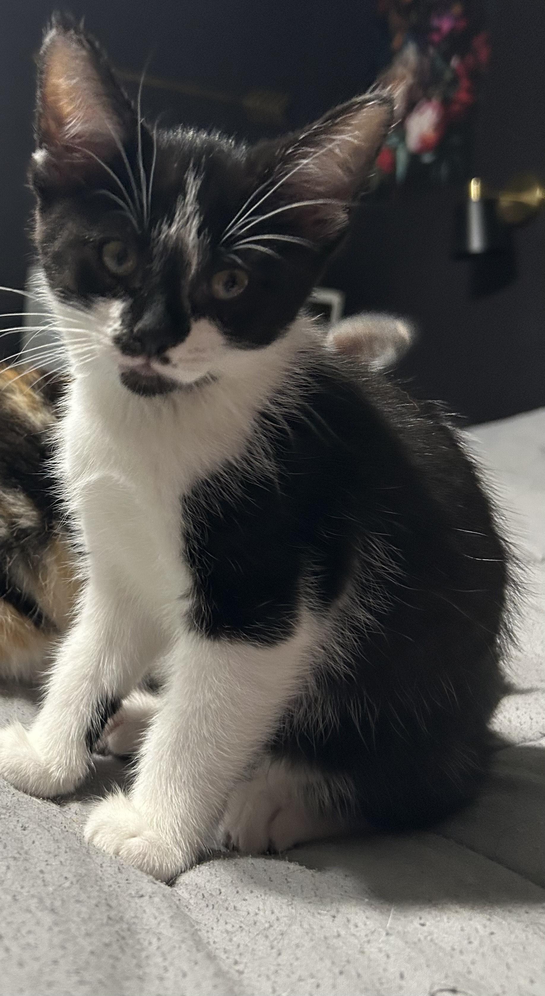 Partho CO13837-T, Adoptable, Kitten Male Domestic Short Hair.