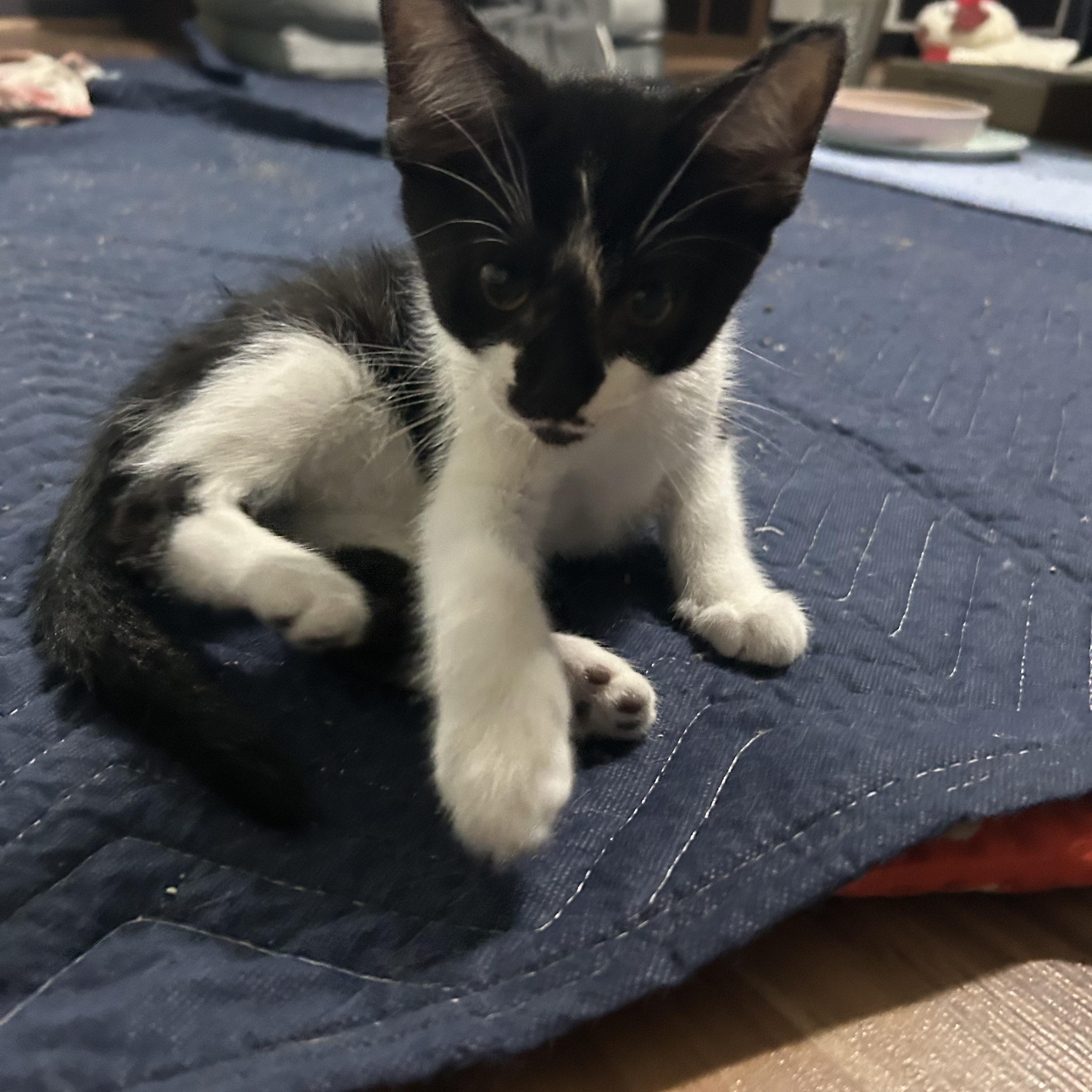 Enlarge Partho CO13837-T, a Adoptable mixed breed in Fort Collins, CO image 6/6