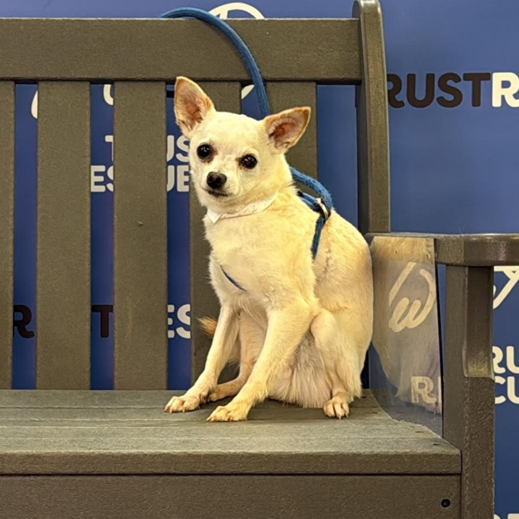 PORT, Adoptable, Senior Male Chihuahua & Mixed Breed.