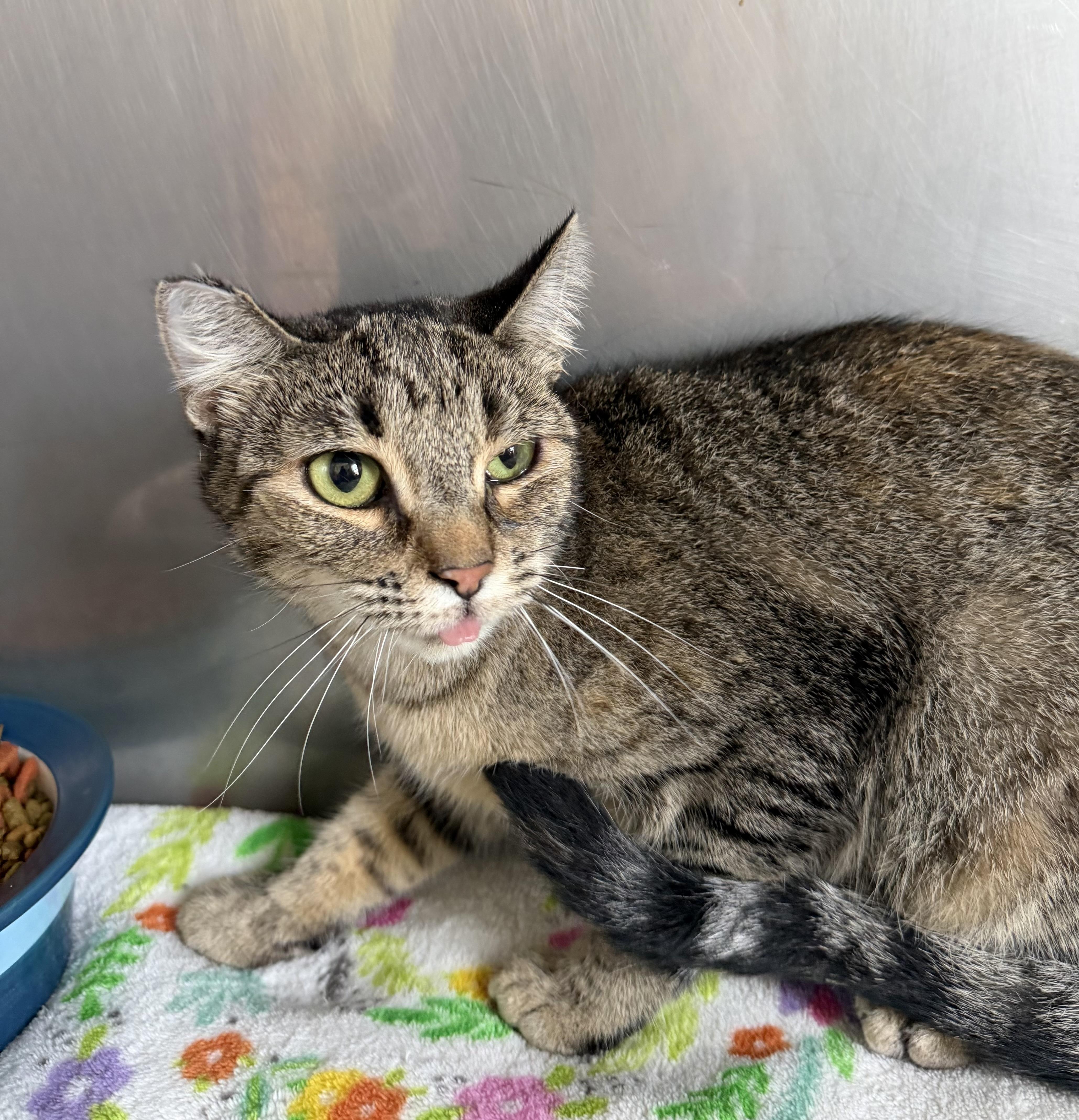 Tomas, ADOPTABLE, Kitten Male Domestic Short Hair.