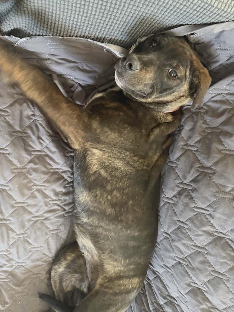 Bay, Adoptable, Young Female Pit Bull Terrier & Labrador Retriever.