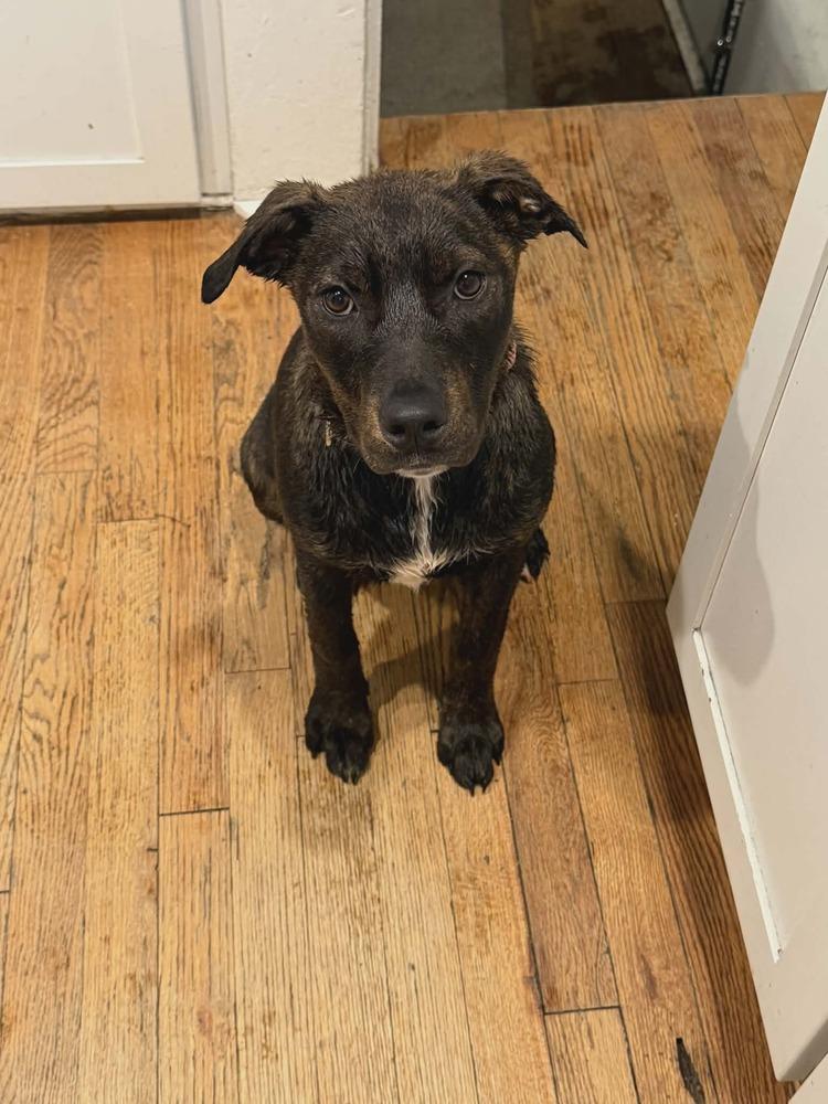 Enlarge Bay, a Adoptable mixed breed in Aurora, CO image 2/3