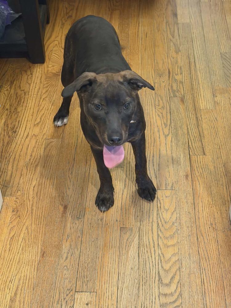 Enlarge Bay, a Adoptable mixed breed in Aurora, CO image 3/3