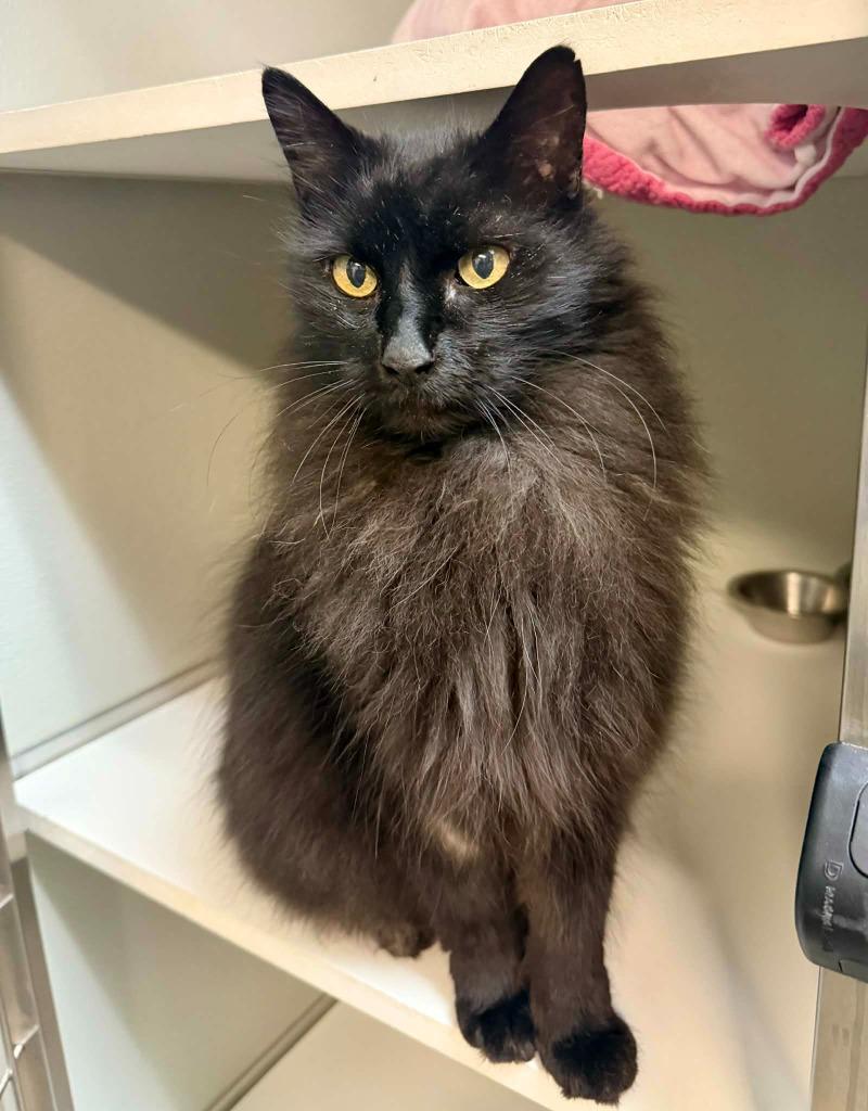 Enlarge Mystery, a Adoptable mixed breed in Kodiak, AK image 1/2